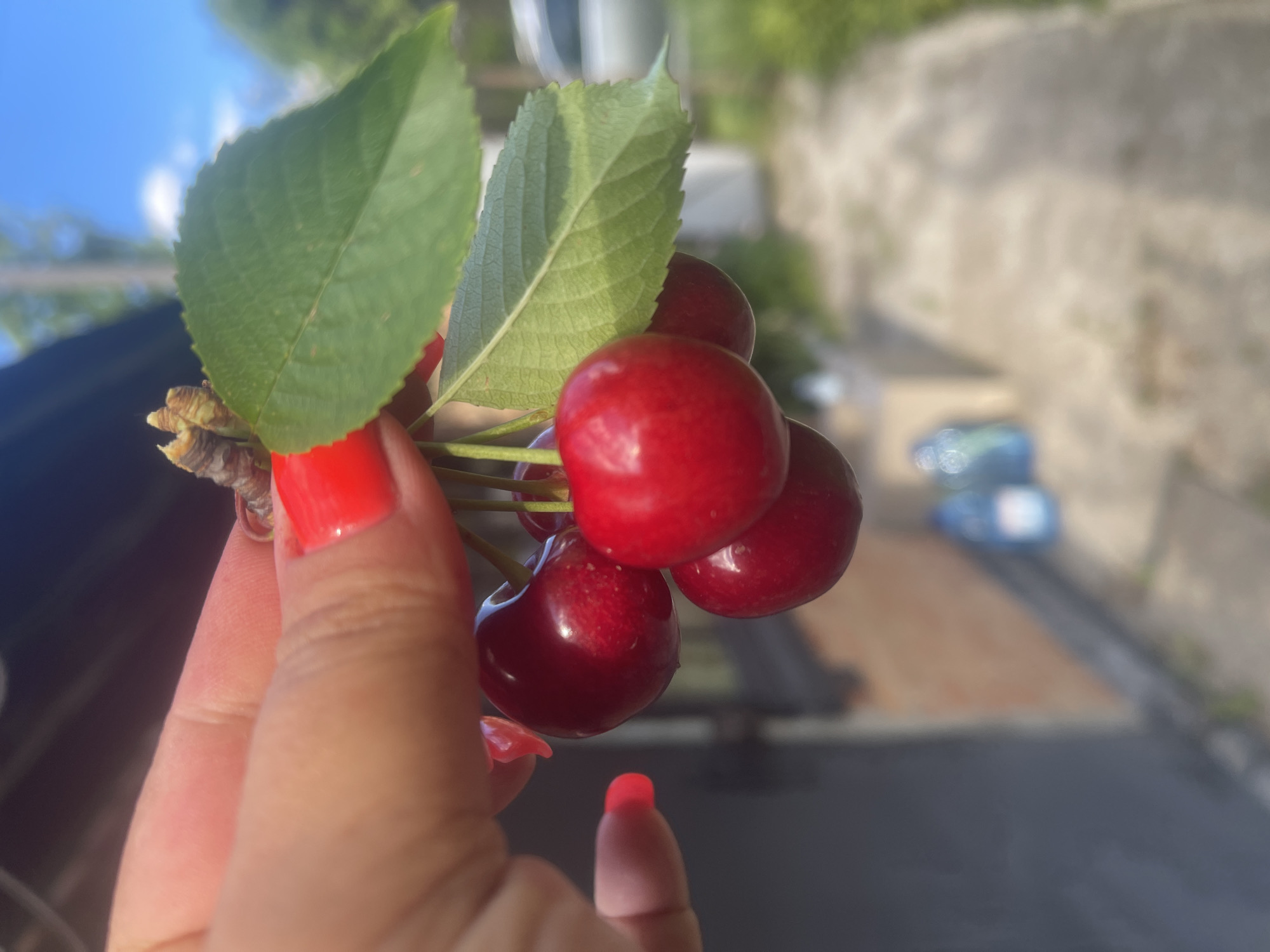 Cherry harvest and garden blooms in a Poltava backyard