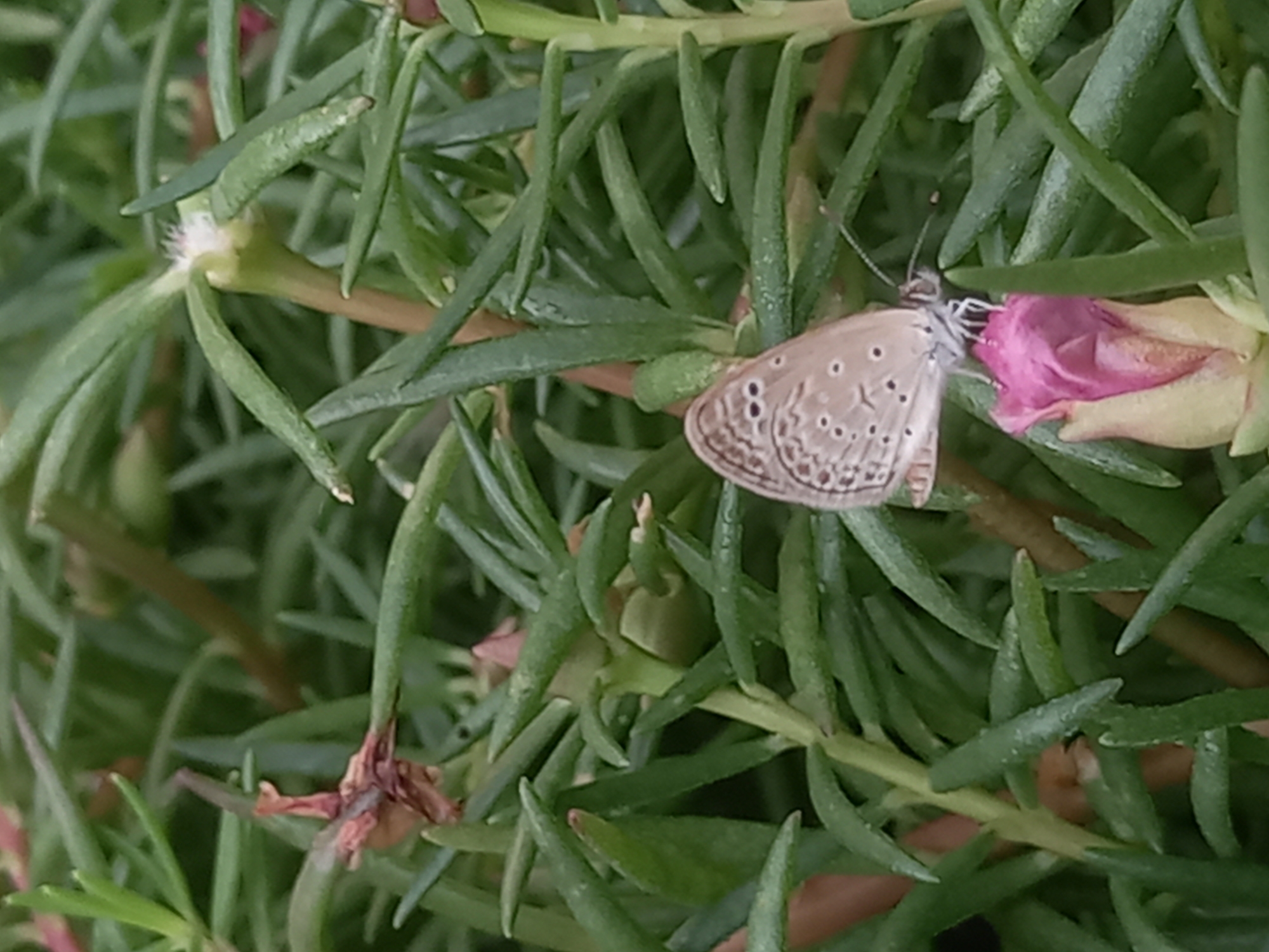 Morning wildlife spotted in Pukhrayan gardens and yards