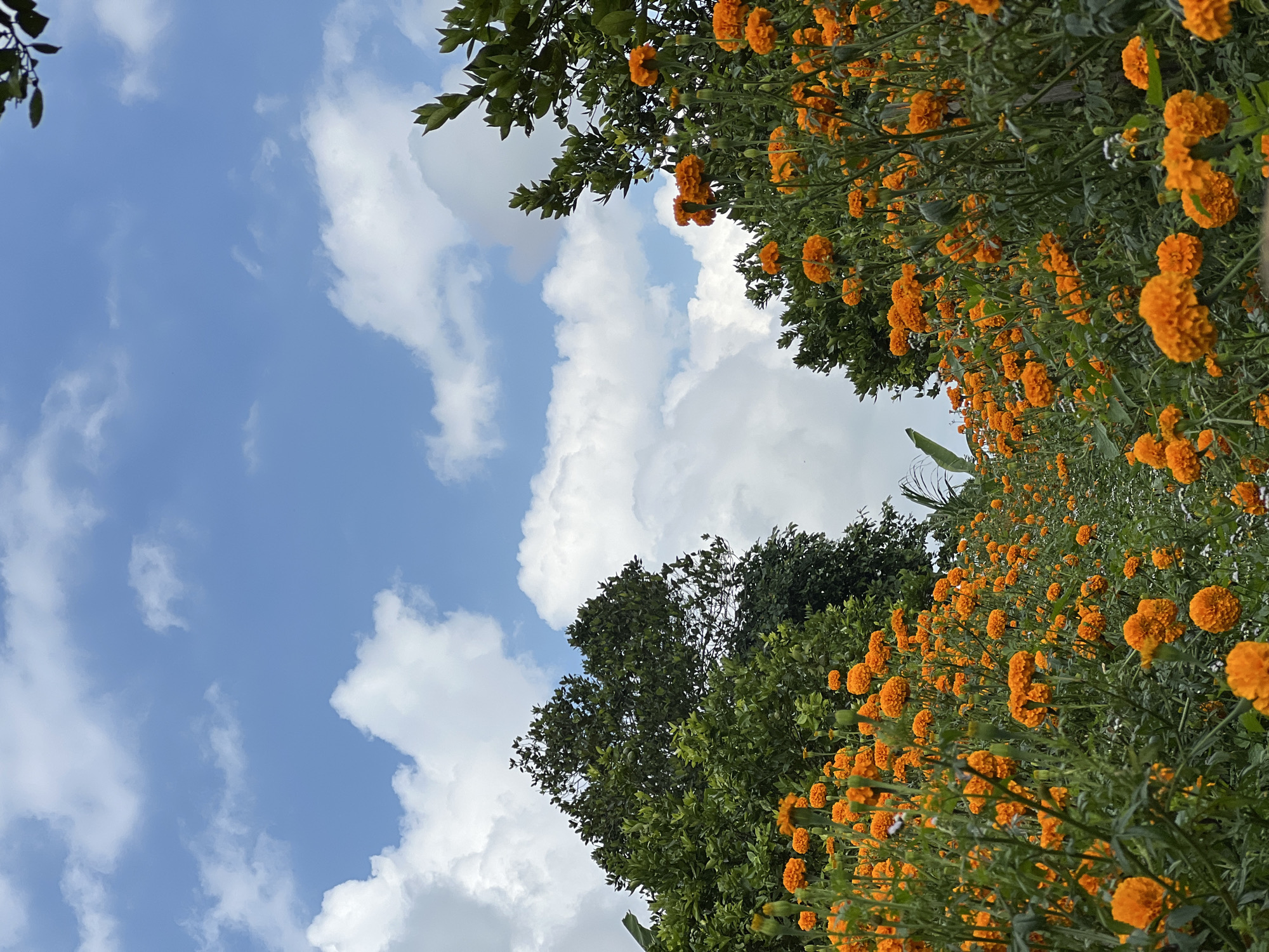 Tourist documents marigold fields in rural Kintamani, Indonesia