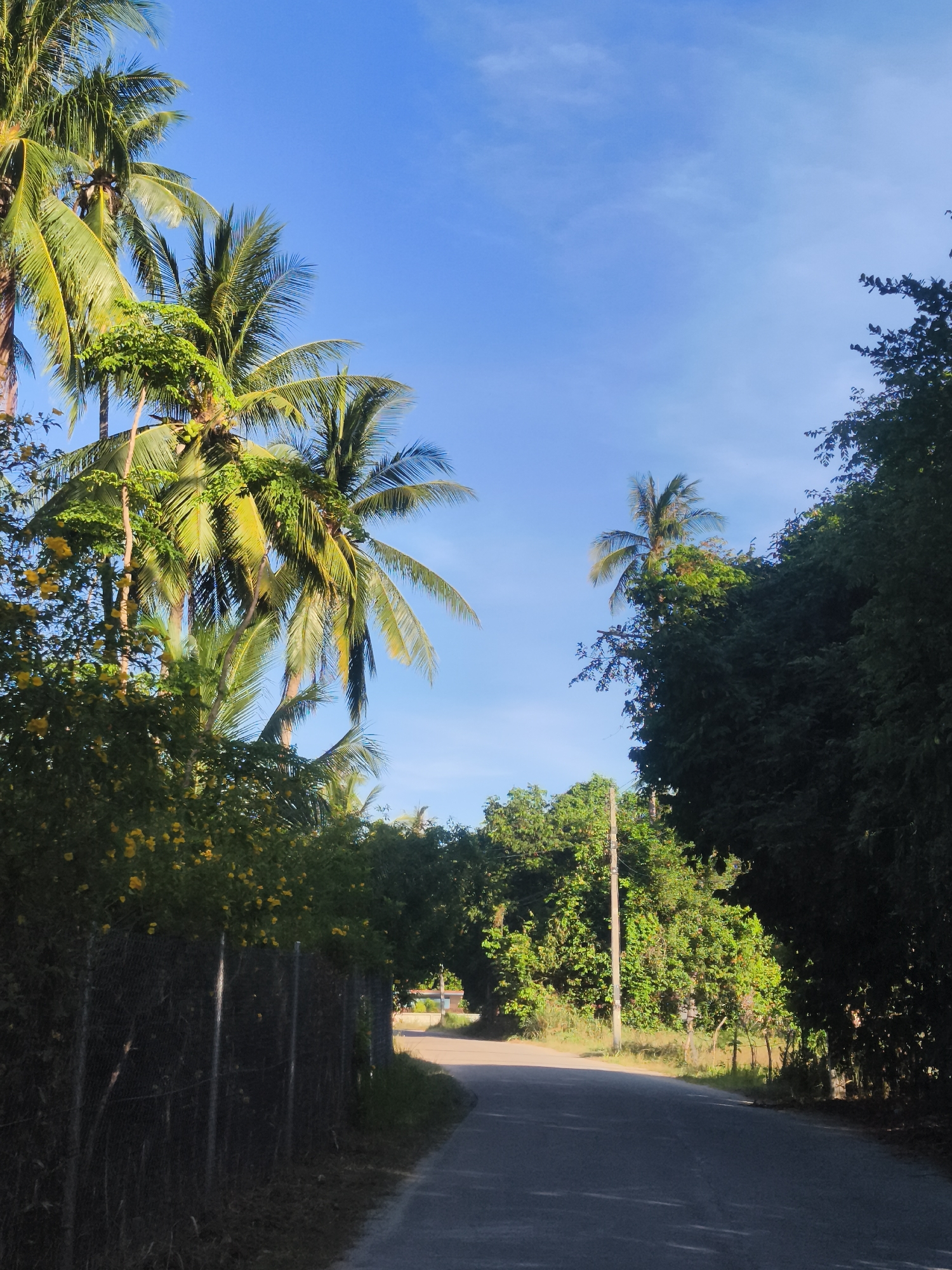 Rural Baan Tai: roads, livestock, a golden shrine, everyday life