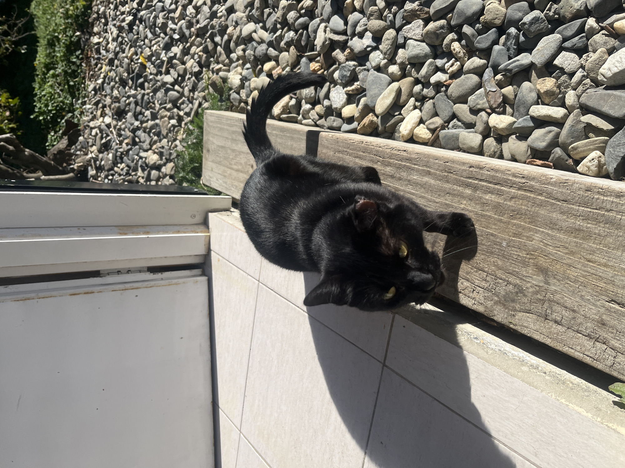 Quiet afternoon with pets documented in Ushuaia home