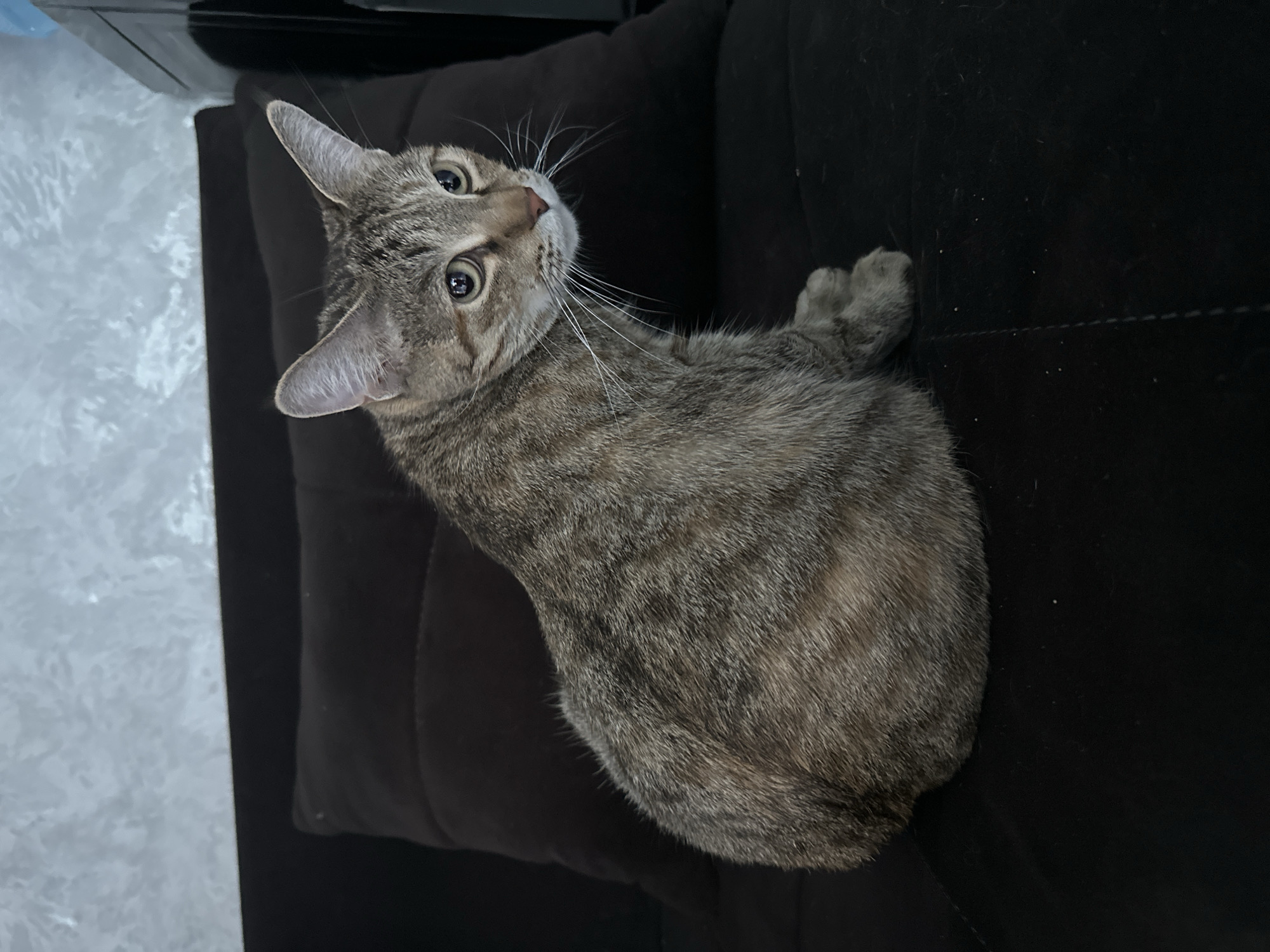 Alert tabby cat perched on a couch in Tashkent