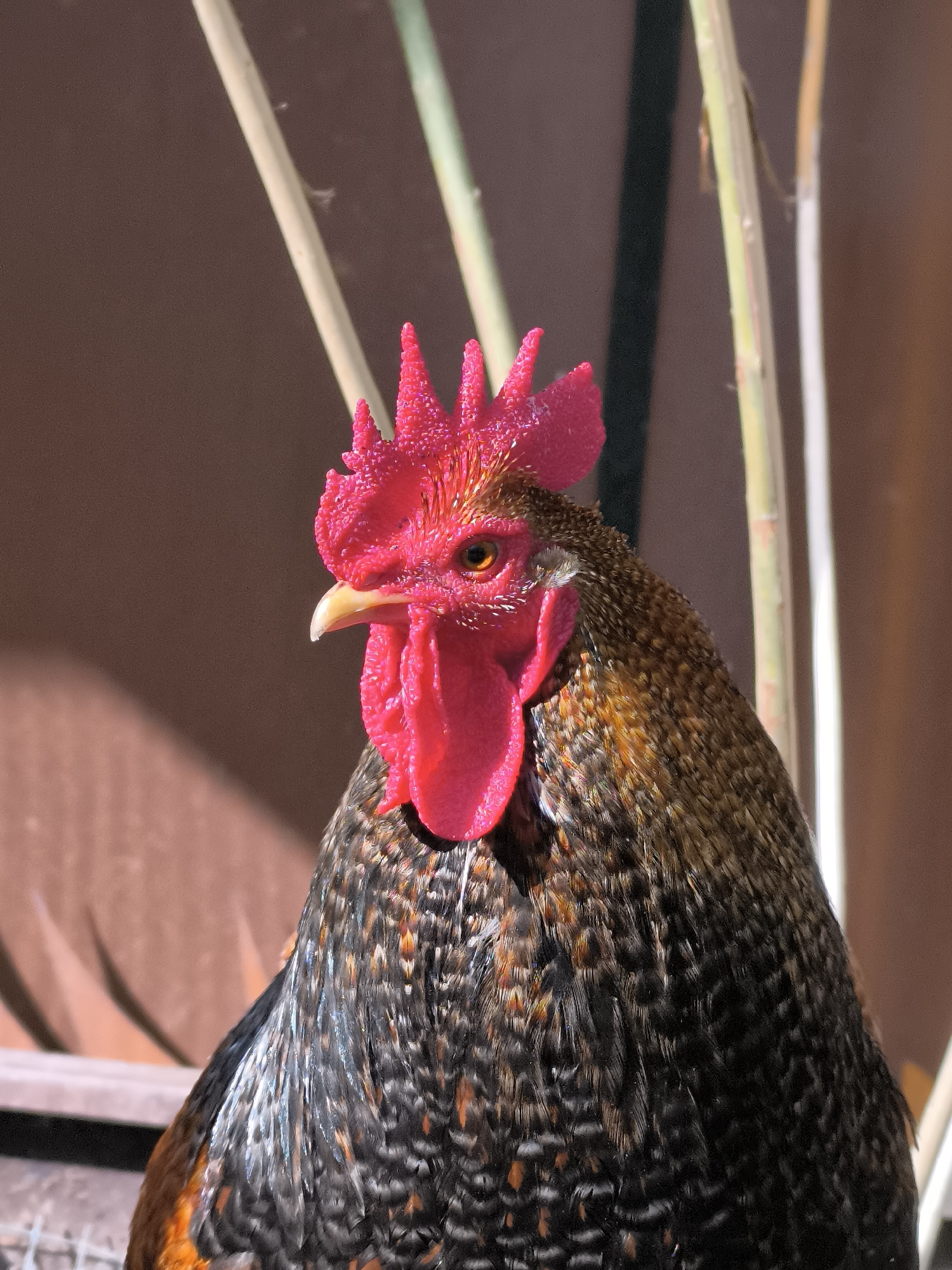 Rooster photographed in close-up in Alkmaar, Netherlands