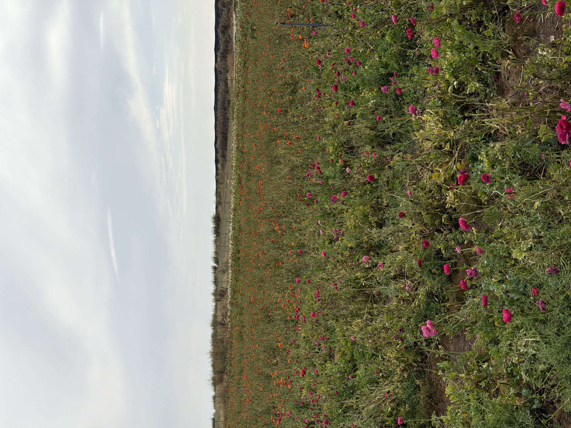 Women visit colorful ranunculus flower field in Israel