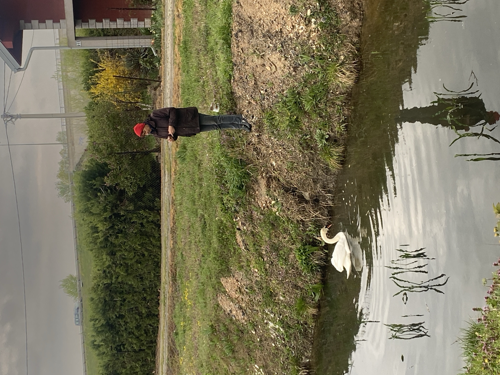 Man watches swan from waterway bank in Belgrade suburb