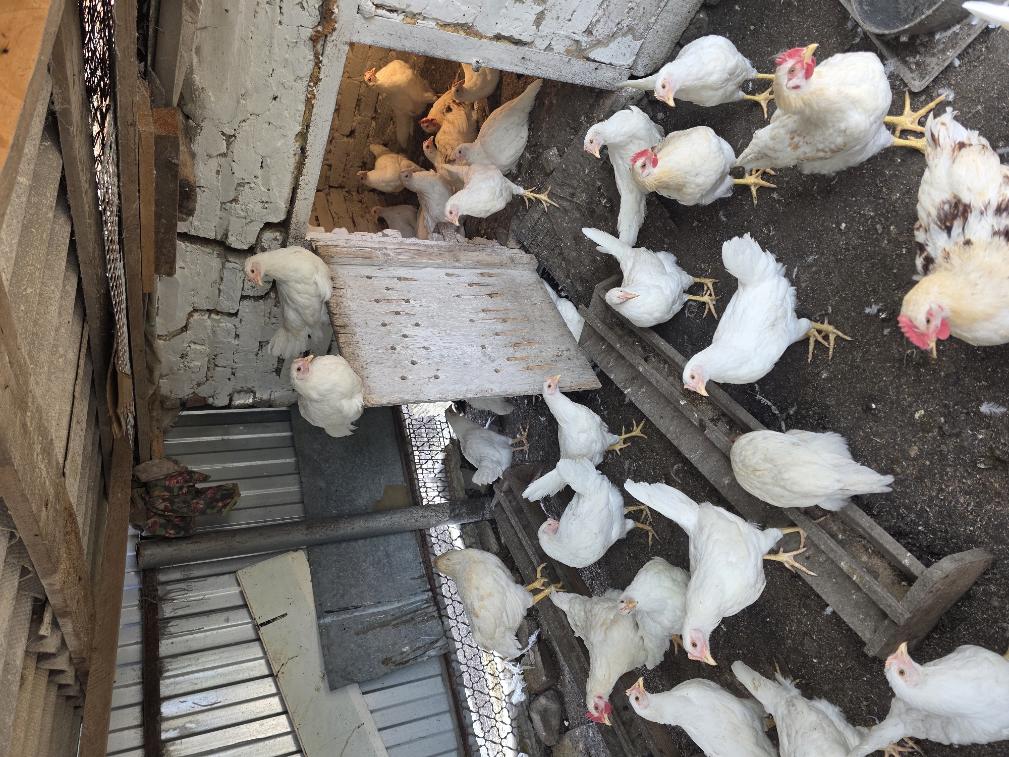 Backyard chickens, a resting cat, and garden details on a quiet morning