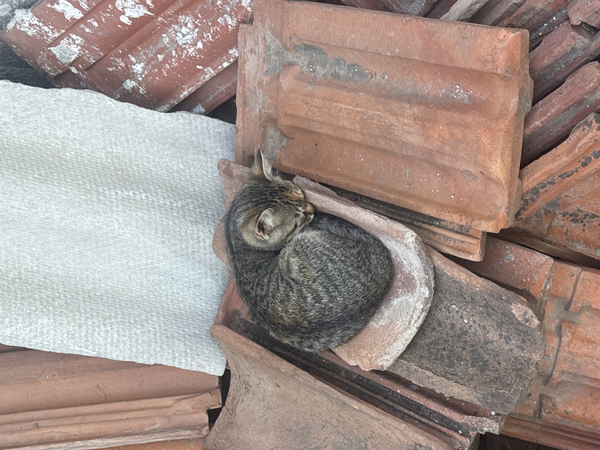 Cats rest among roof tiles in Bulgarian village