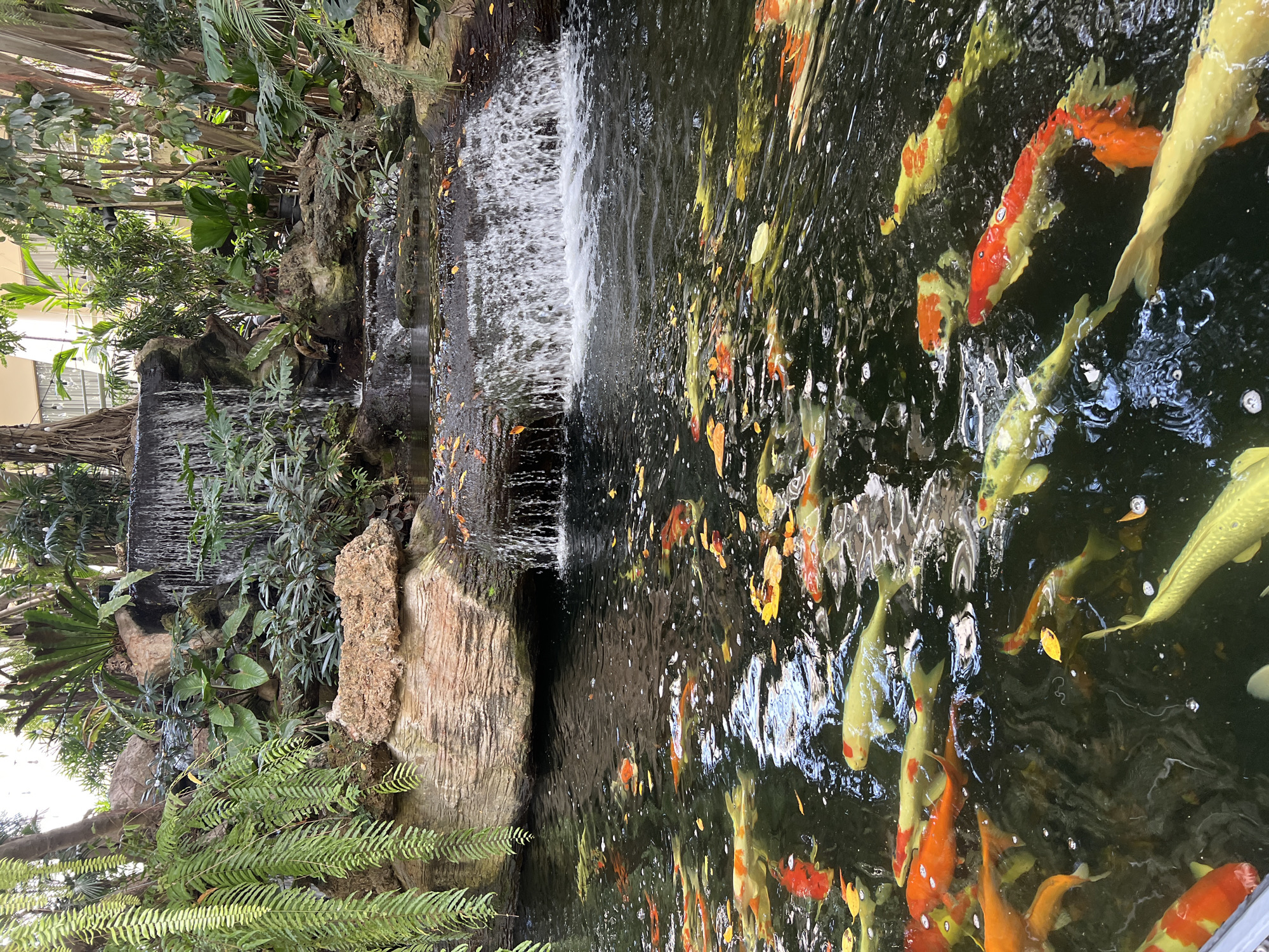 Late-night visitors enjoy Bangkok recreational facility with koi pond