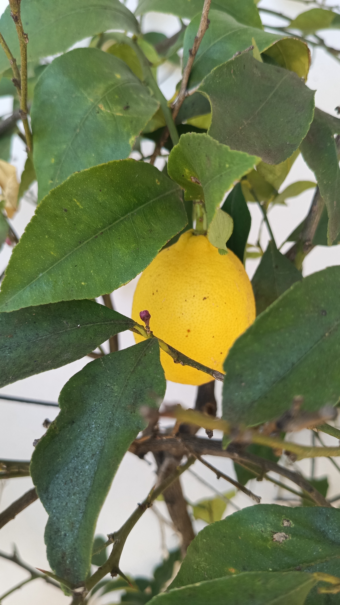 Quiet moments: lemon tree and sleeping cat in Bulgarian village