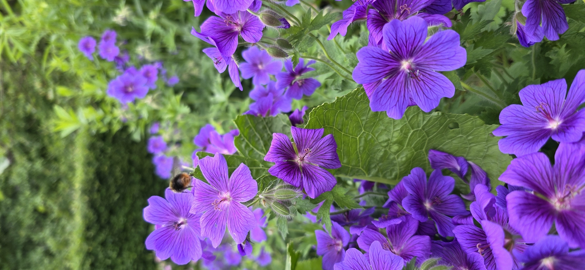 Garden Photography Session Documents Blooming Flowers in Maasbüll, Germany