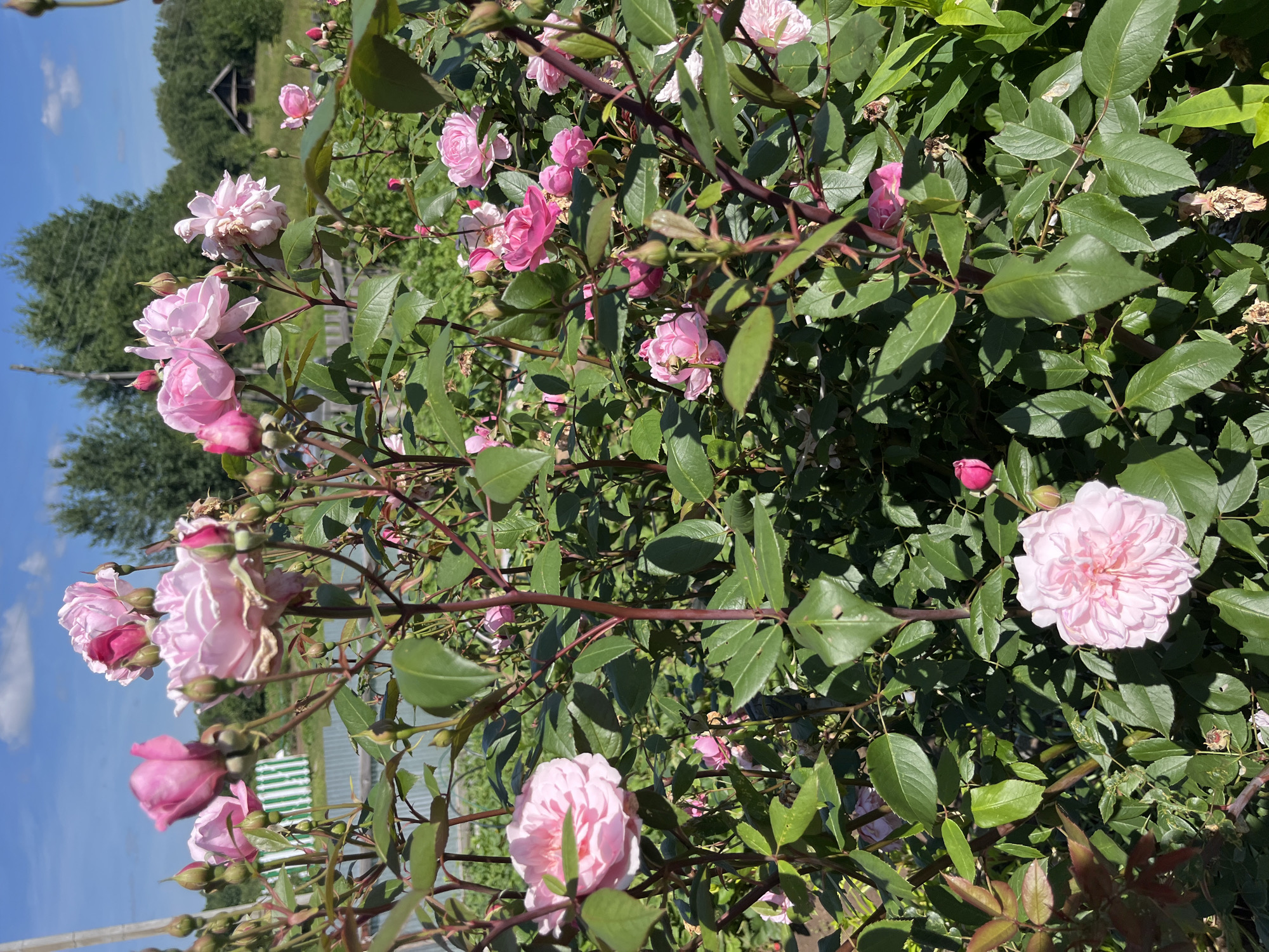 Sunny day in the garden, flowers and hammock time