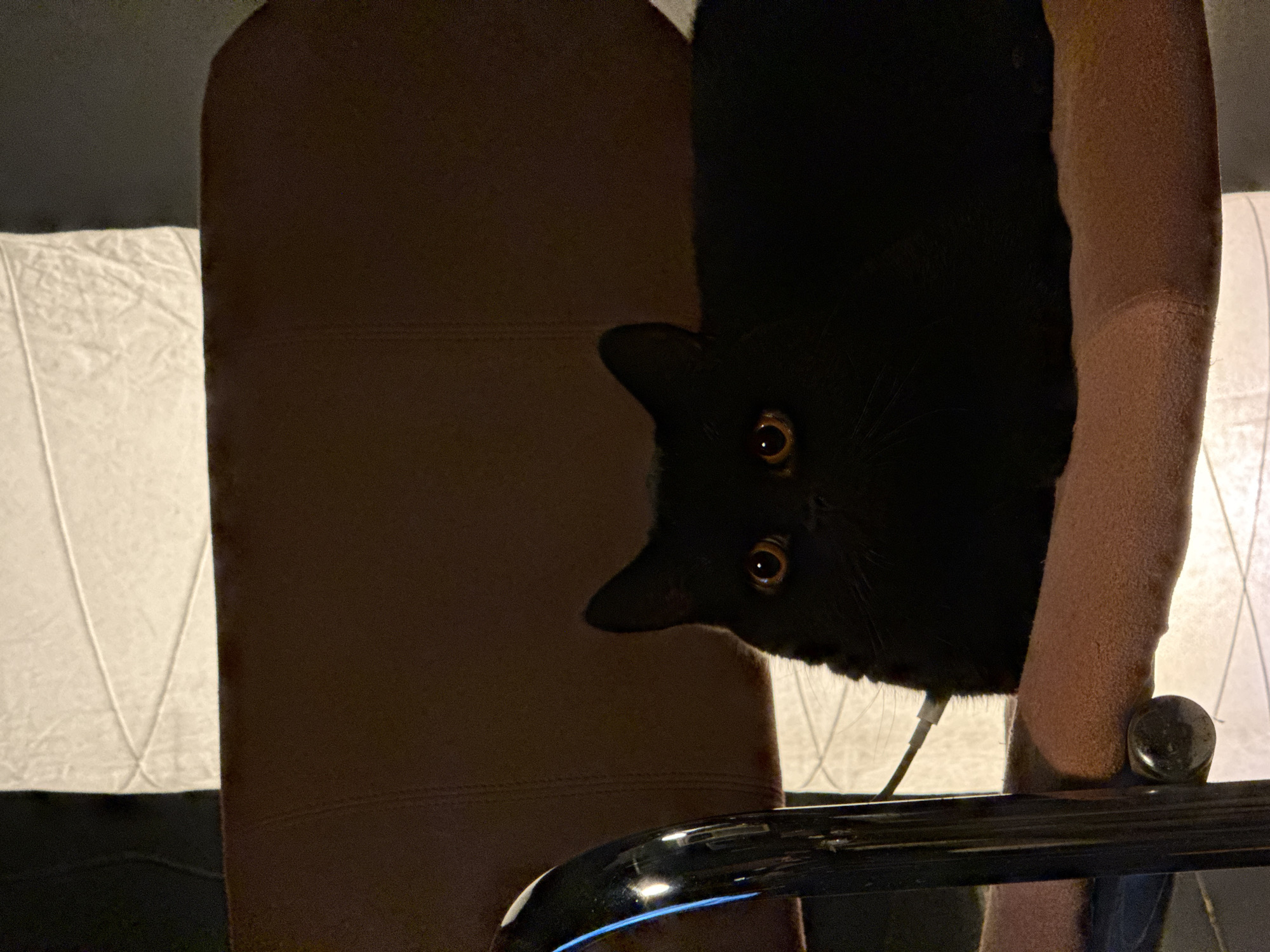 Black cat spotted hanging upside down in London chair