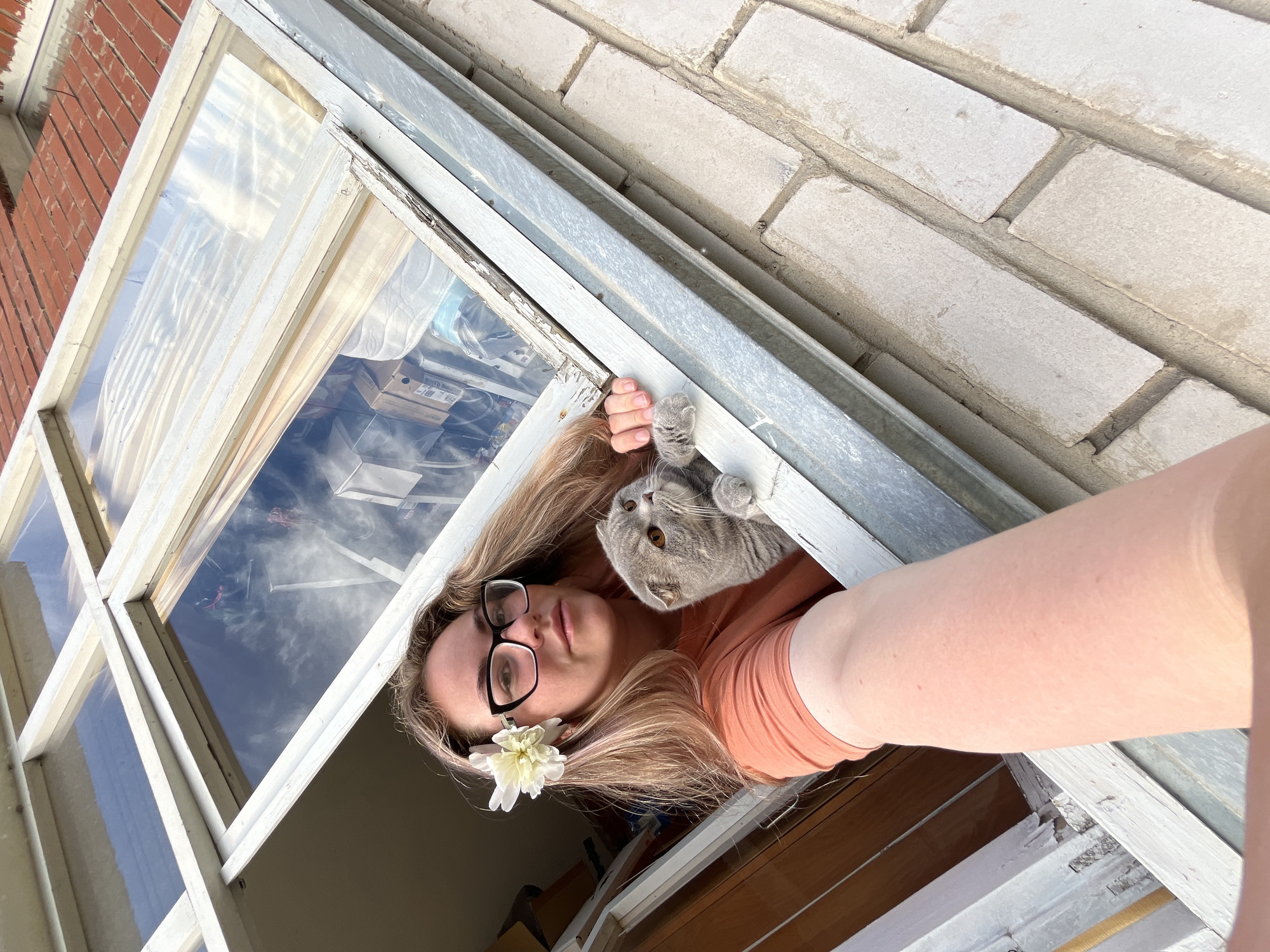 Lazy morning window hang with a Scottish Fold in Chaikovsky