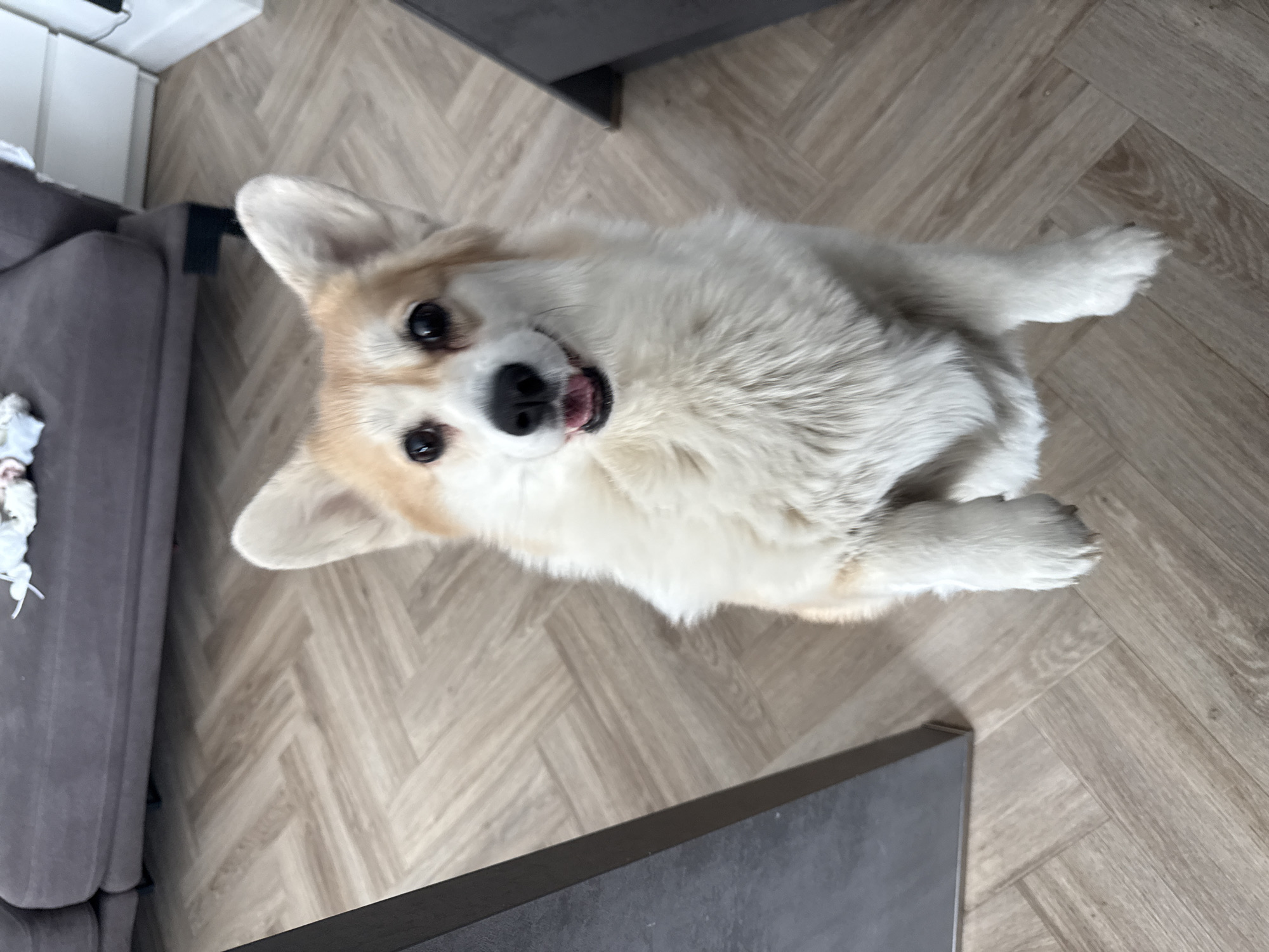 Pet owner documents corgi and collectibles in Krasnoyarsk home