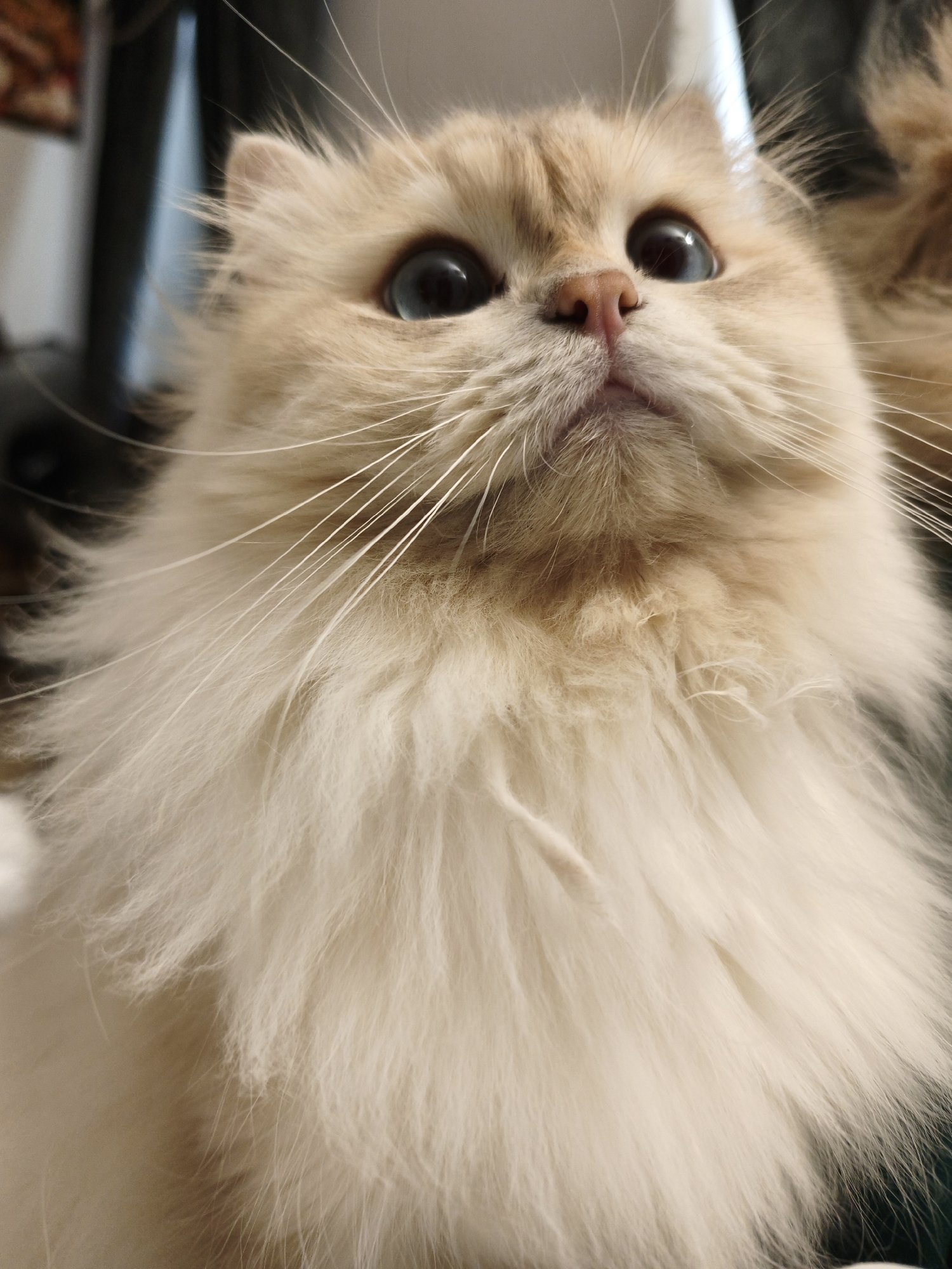 Cats, kittens, and a home aquarium on a quiet afternoon