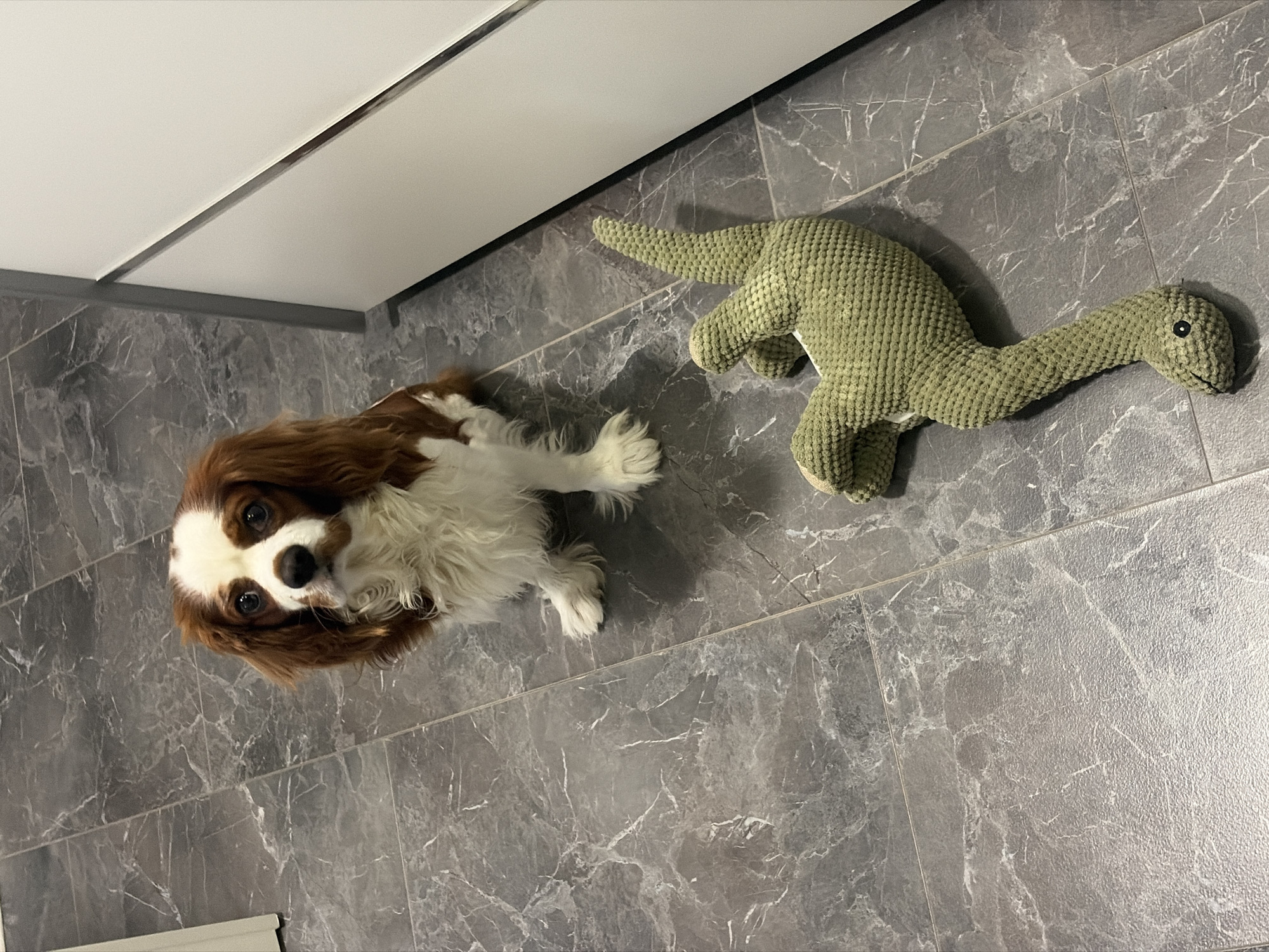 Pet playtime and rest in Dobrich home