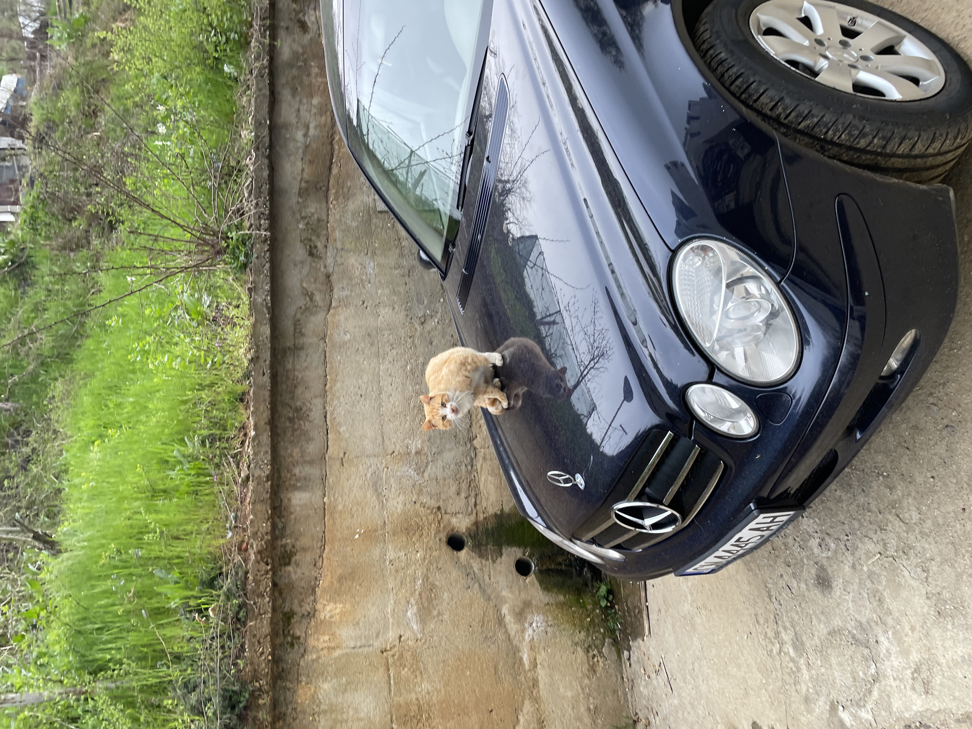 Cats spotted on car hood in Zlatograd, Bulgaria