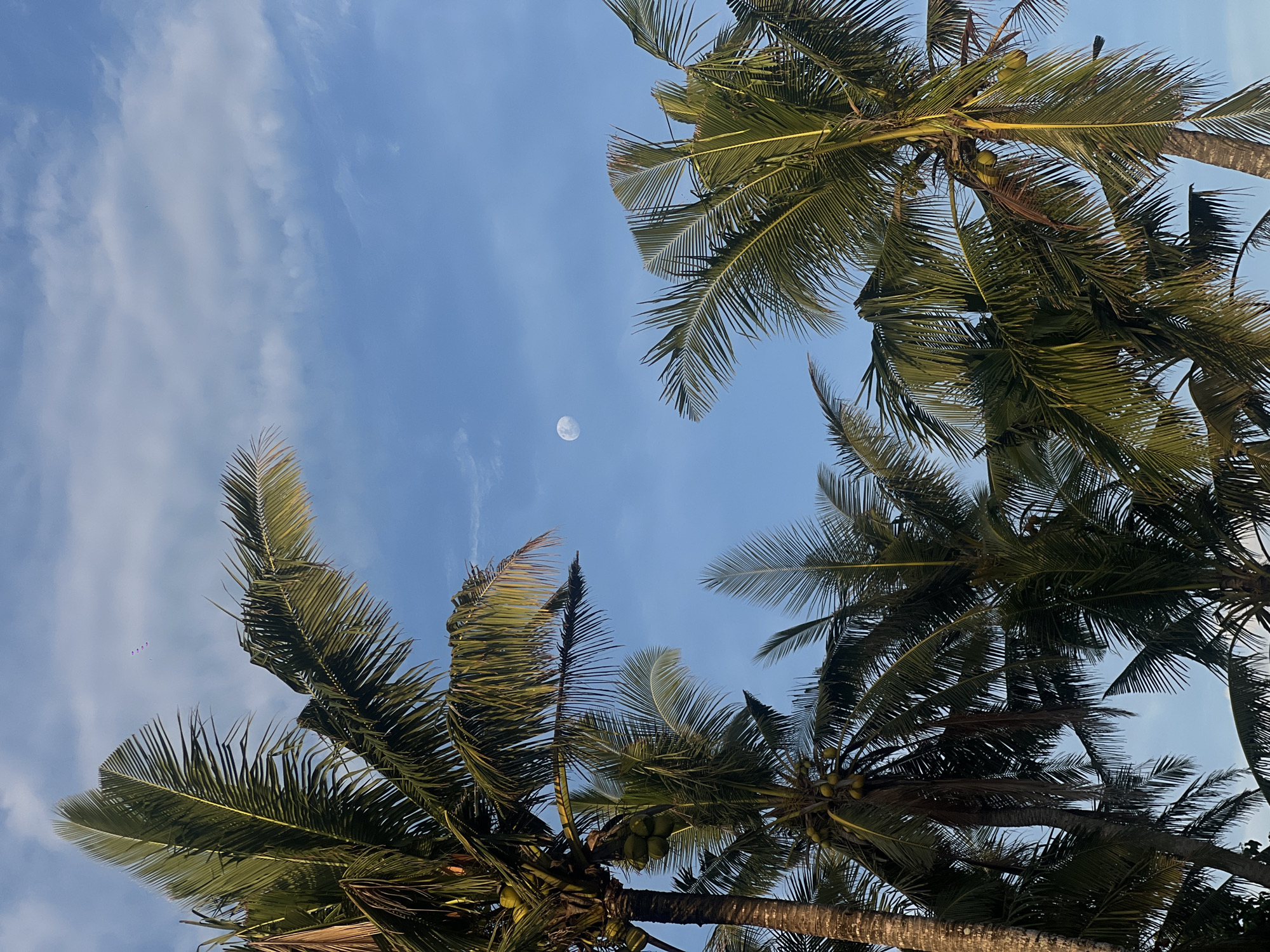 Clear blue skies observed through coconut palms in Selemadeg