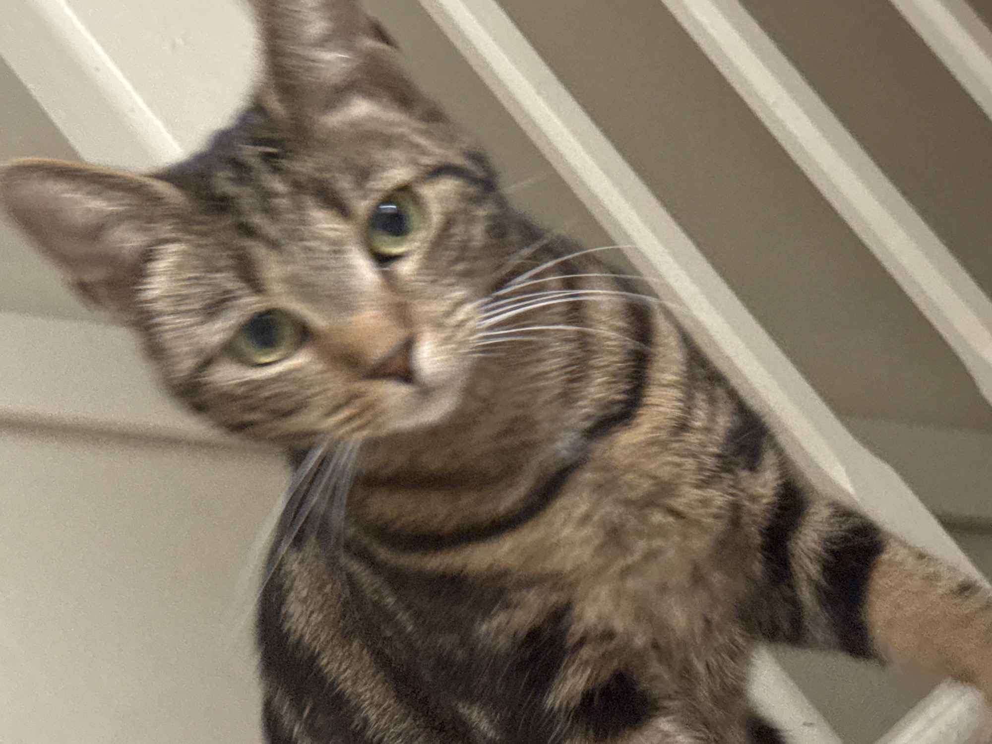 Tabby cat captured in domestic moments across Desborough home
