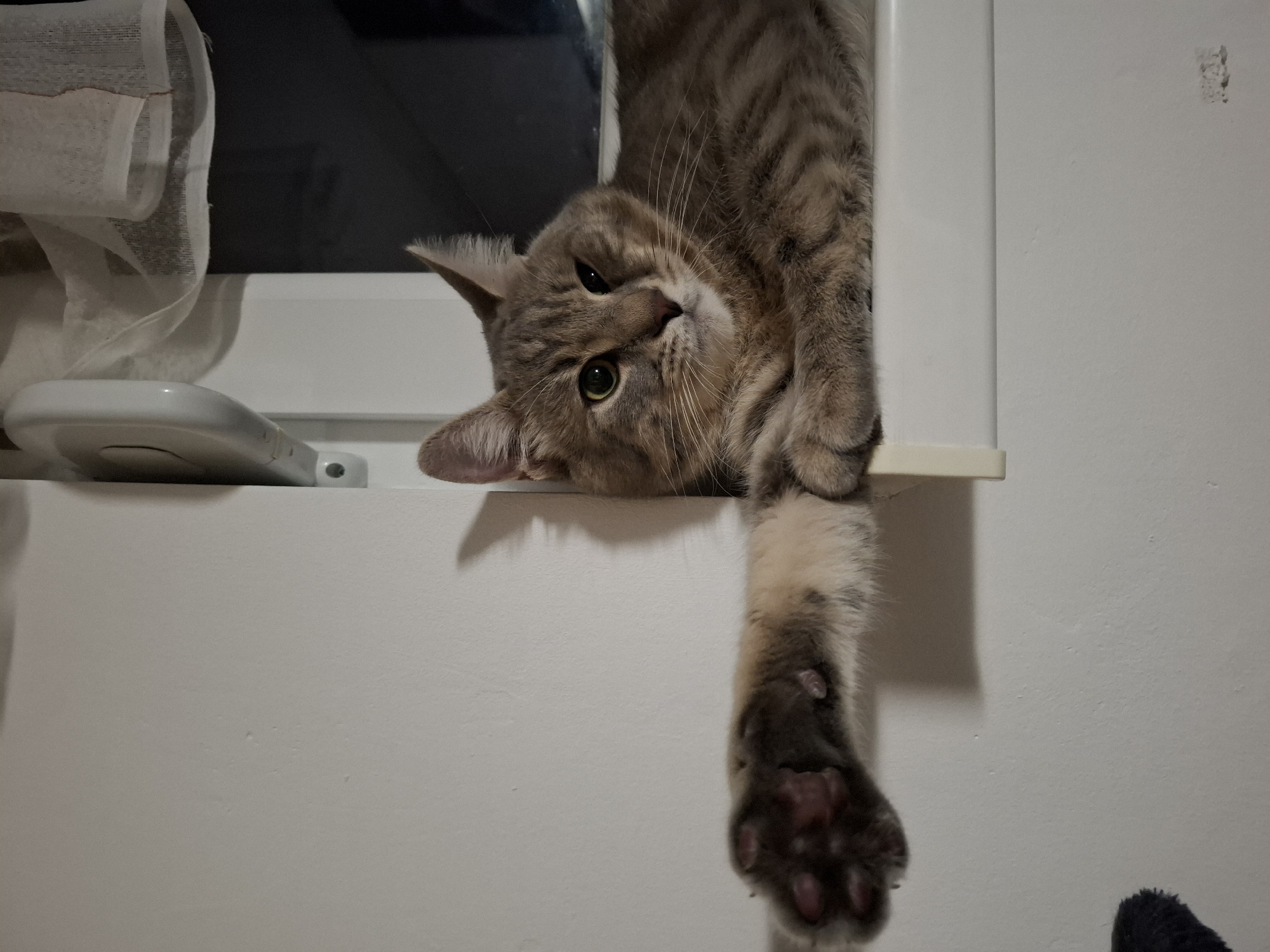 Playful tabby cat hangs upside down on windowsill
