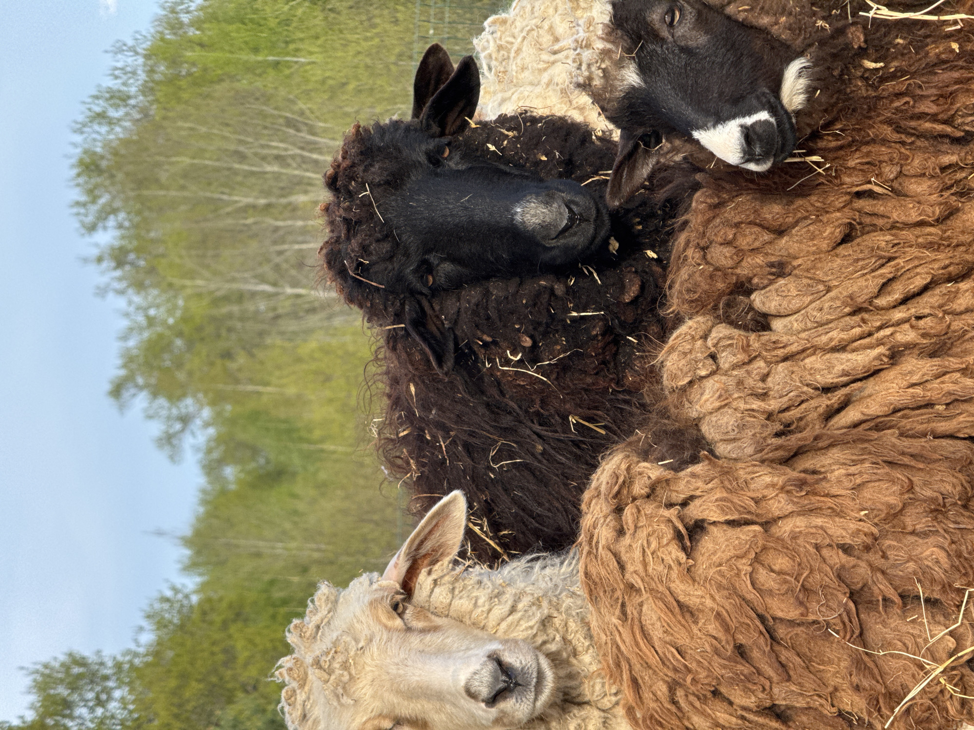 Farm Animals and Rural Life Documented in Russian Village