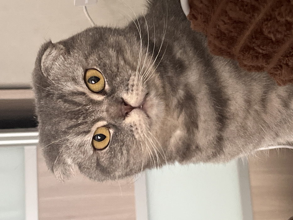 Domestic cats observed in routine household activities across Votkinsk