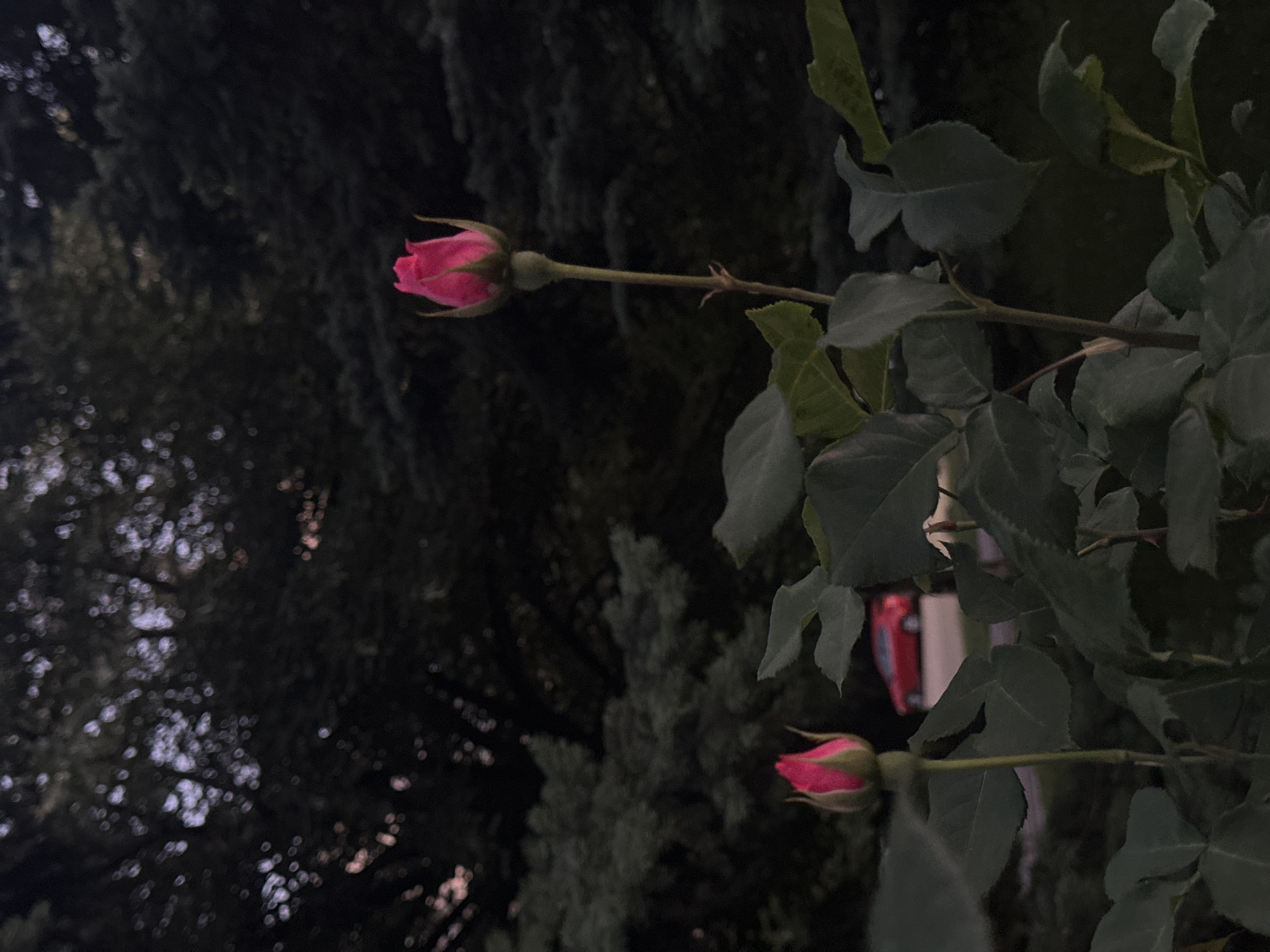 Golden hour park stroll in Sofia with roses and sunlight