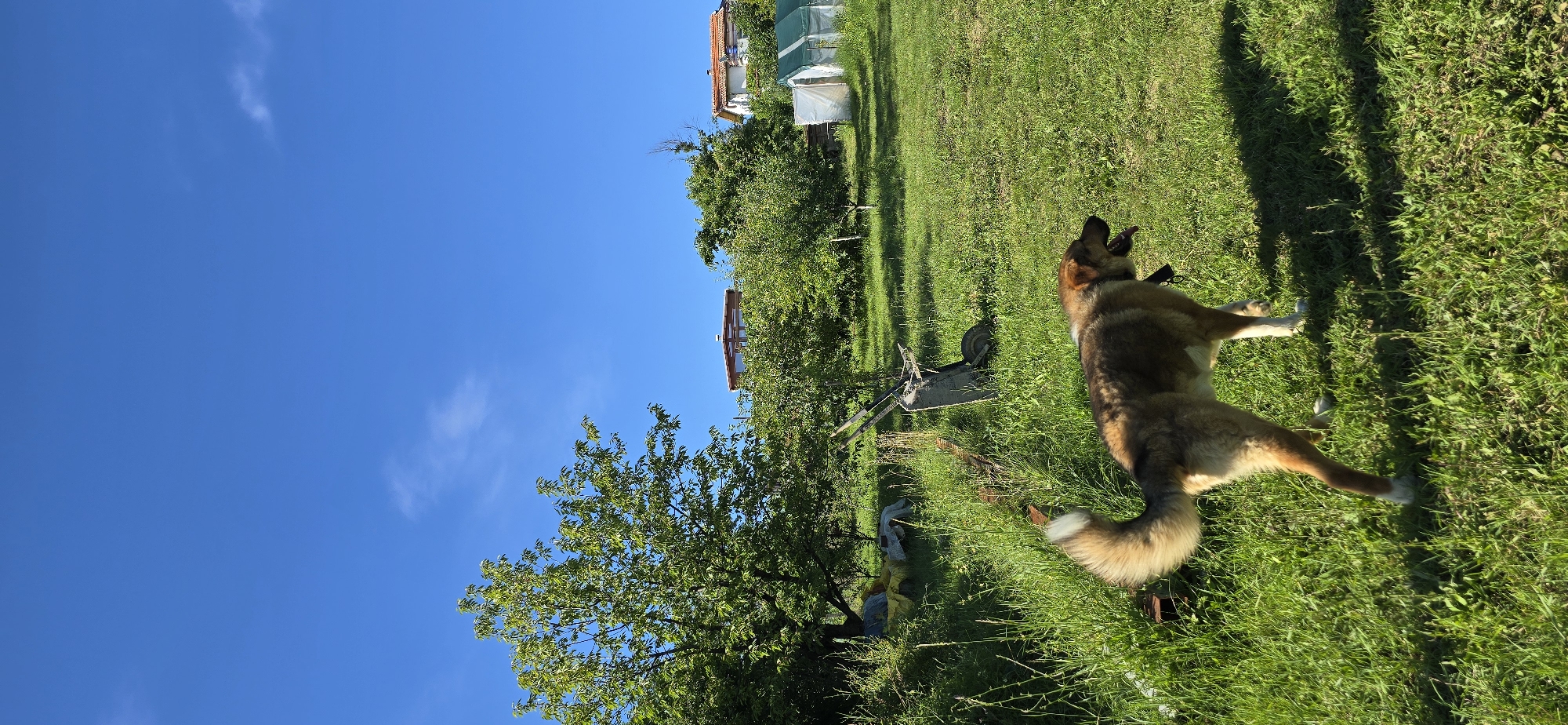 Dogs and garden life in a Vratsa backyard, midsummer
