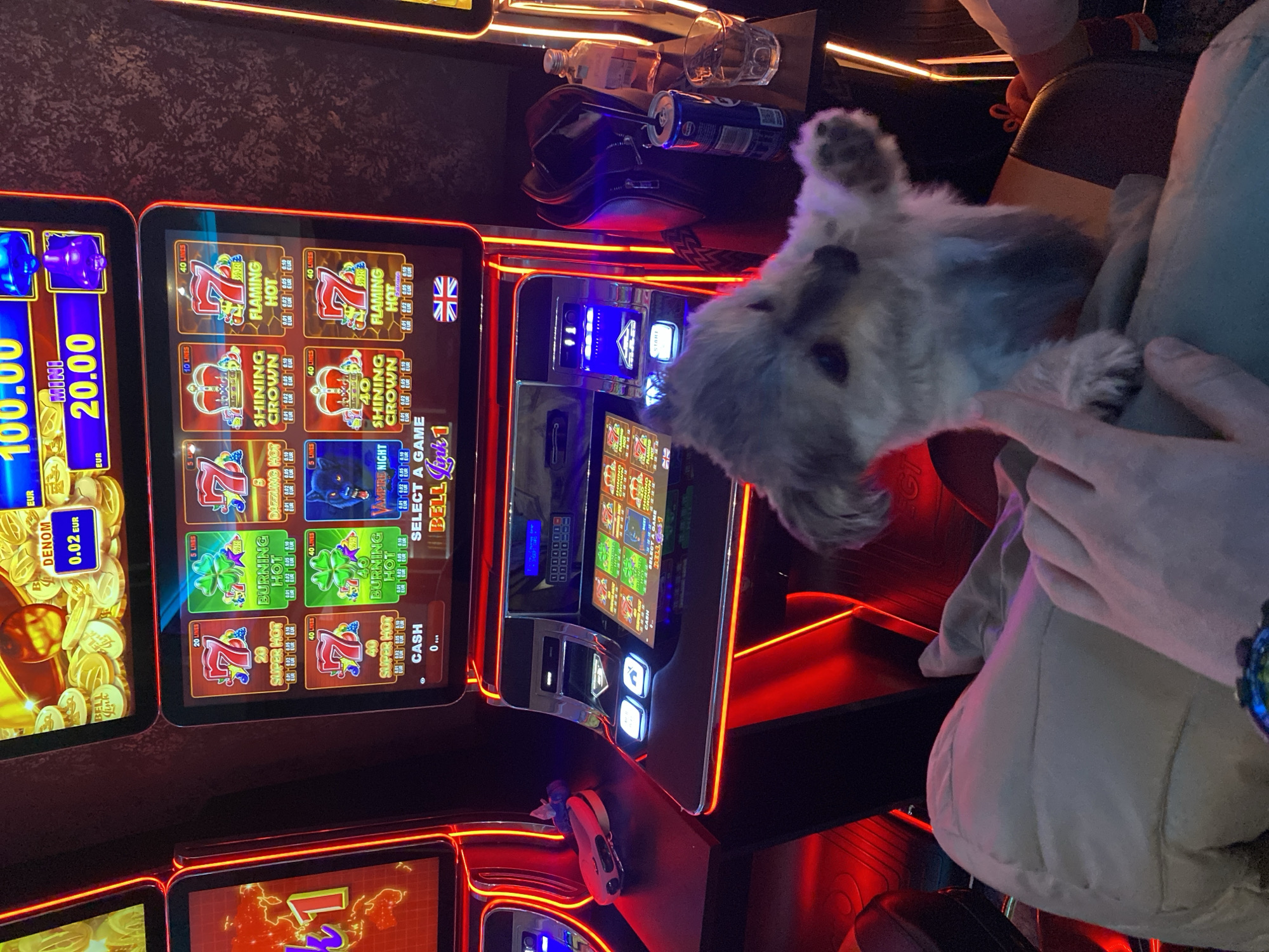 Dog spotted relaxing in Bulgarian casino near slot machines
