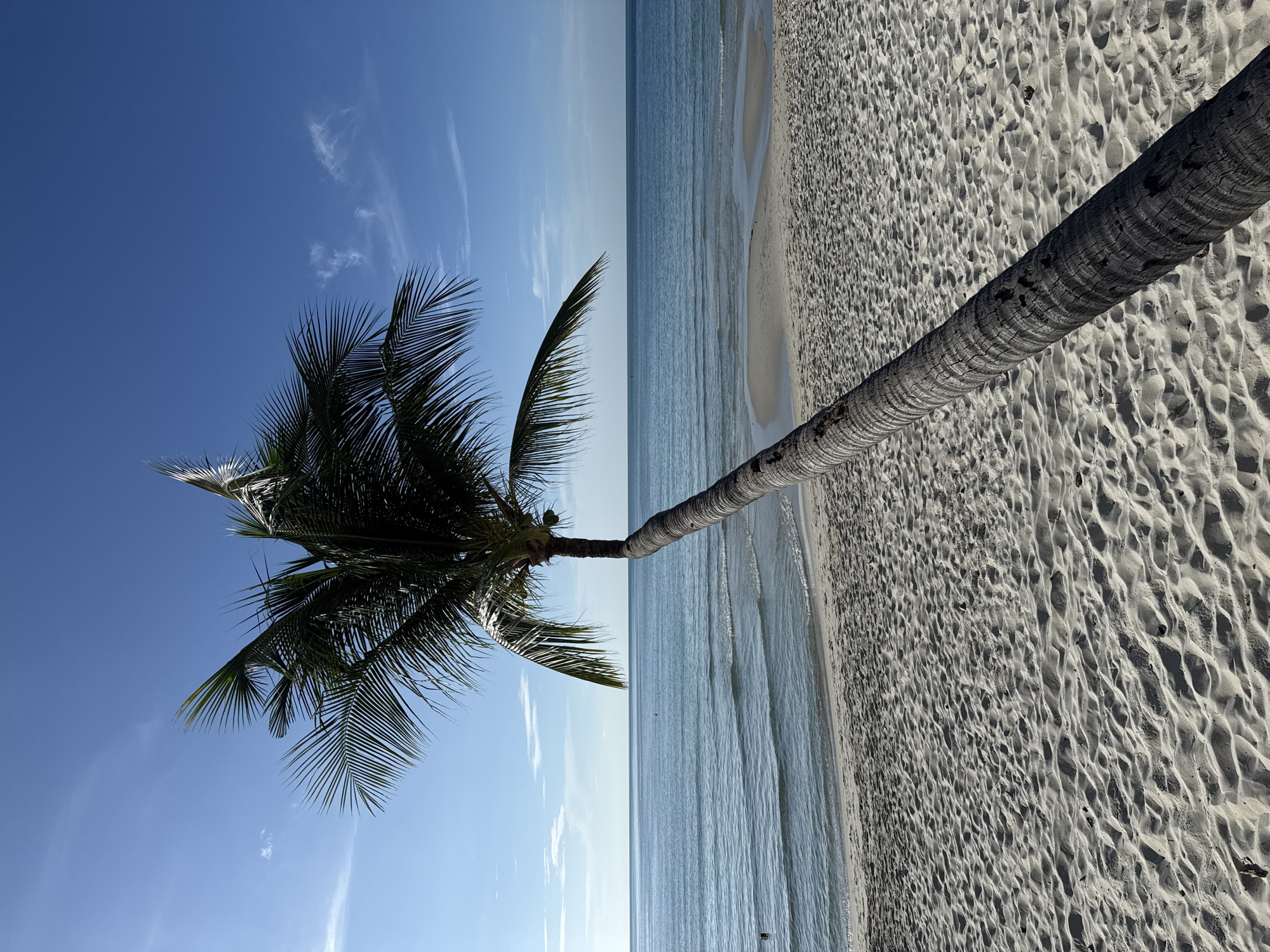 Leaning palms and calm water on a Ko Samui morning