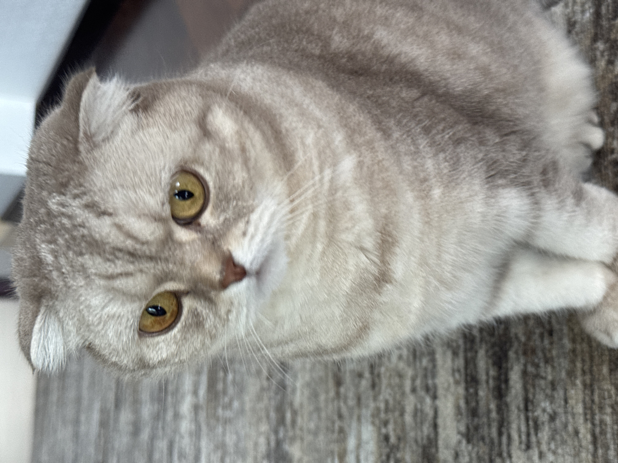 Saint Petersburg resident documents cats and indoor garden life