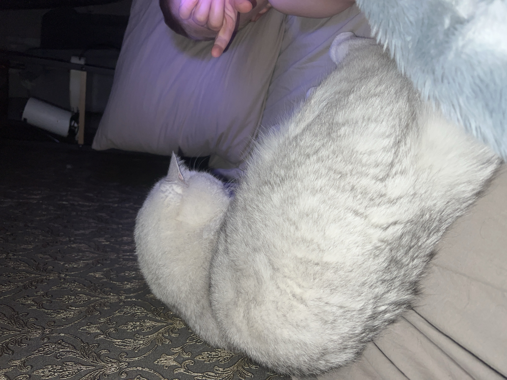 Person documents quiet afternoon moments with cats at home