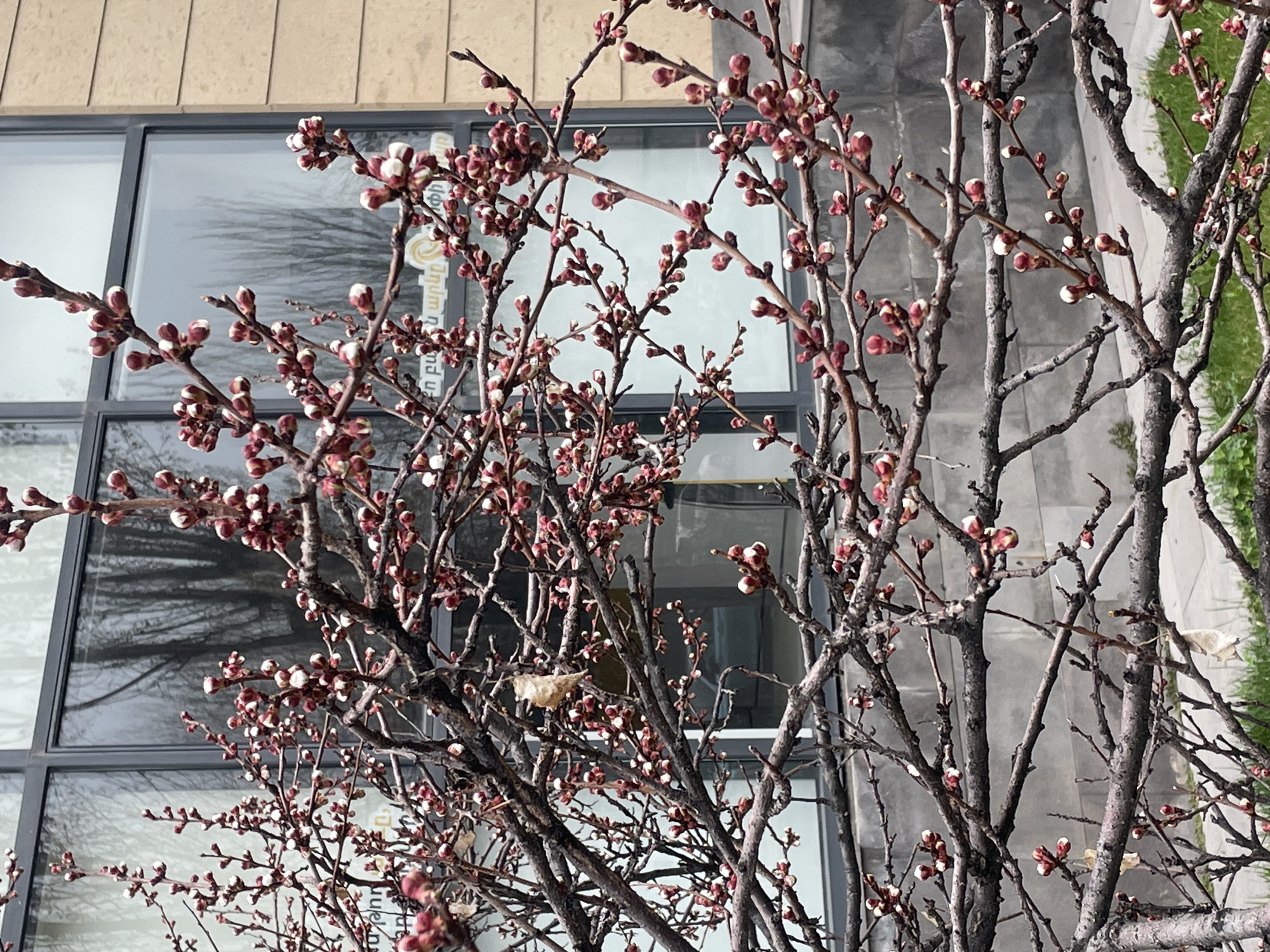 Spring morning scenes documented across Yerevan, Armenia
