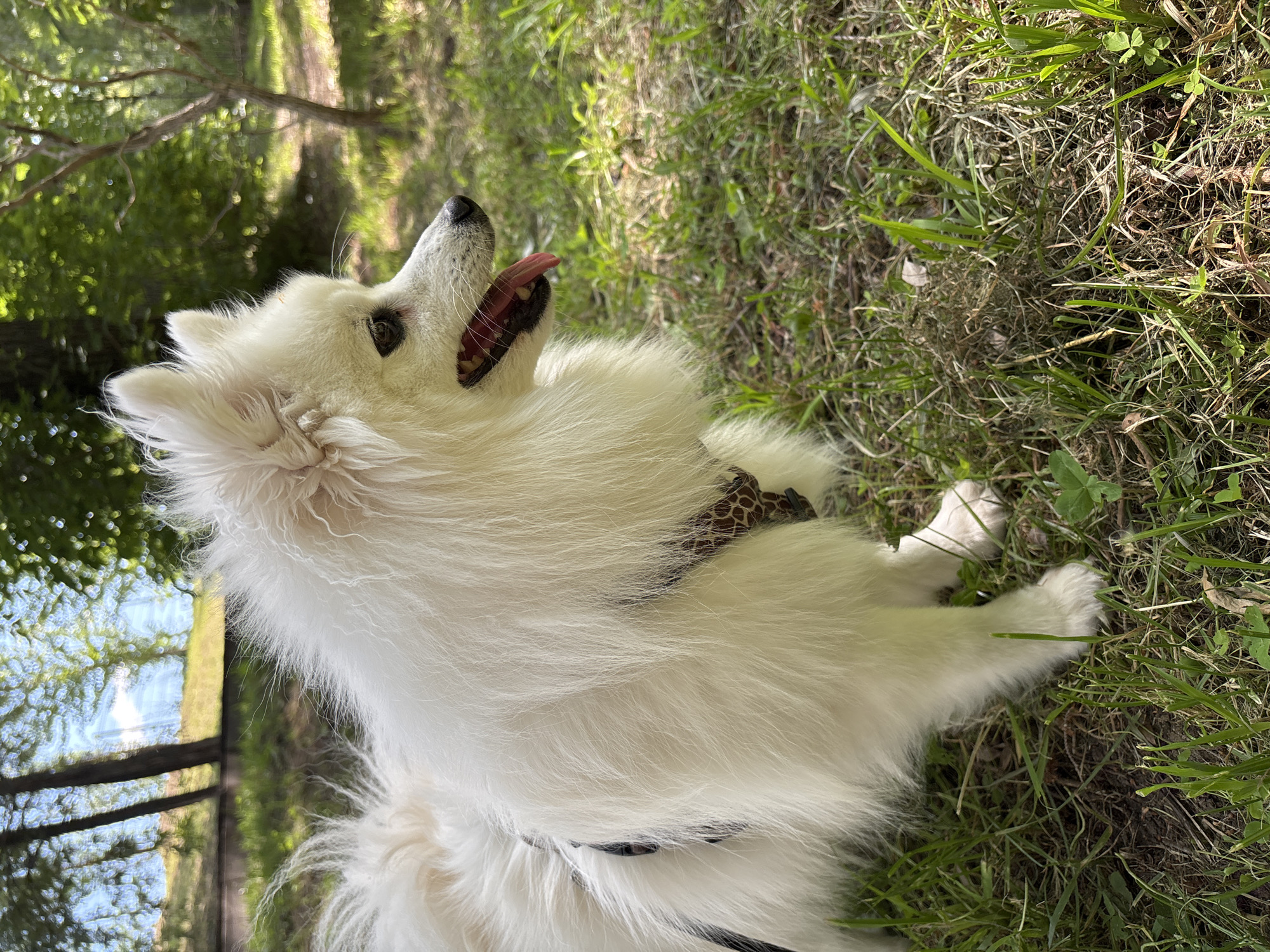 White fluffy dog on a summer park walk in Kazan