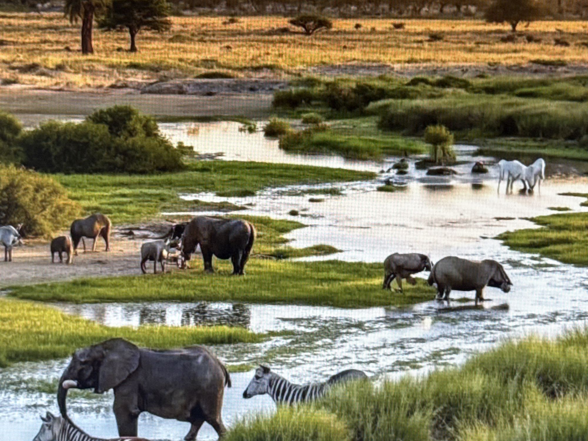 African savanna wildlife and landscapes across multiple formats