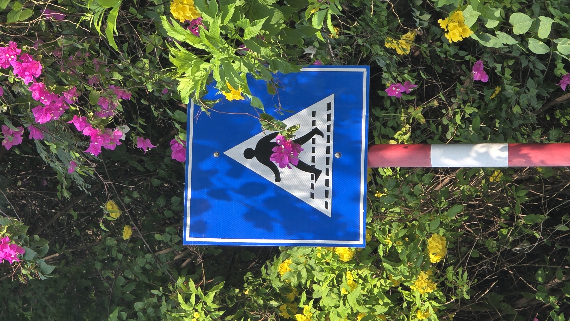 Flower-decorated pedestrian sign spotted in Bắc Nha Trang, Vietnam