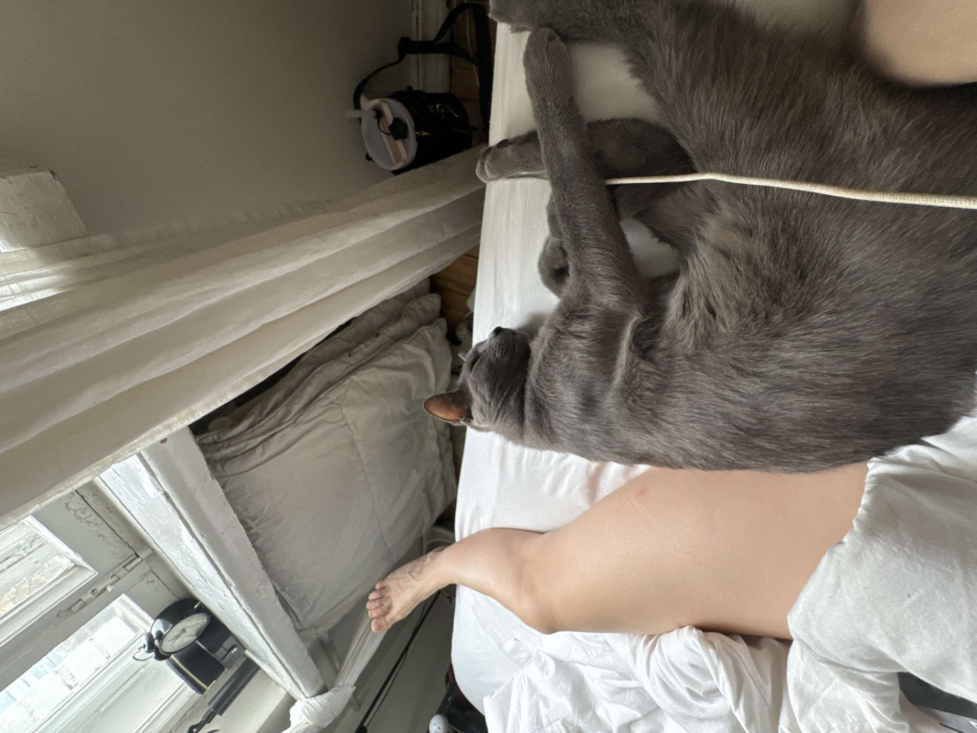 Gray cat rests on bed in Moscow bedroom