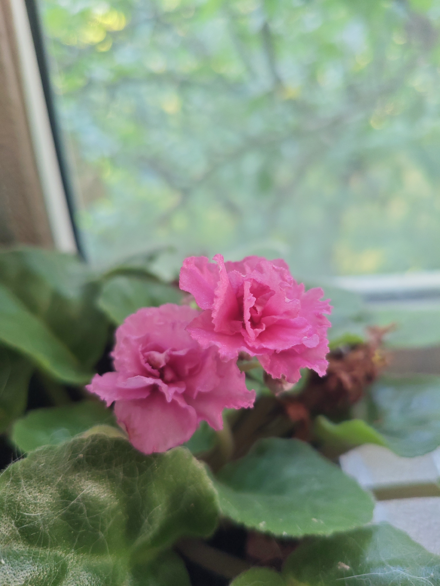 Houseplants, artificial flowers, and a gray cat at home in Krasnaya Polyana