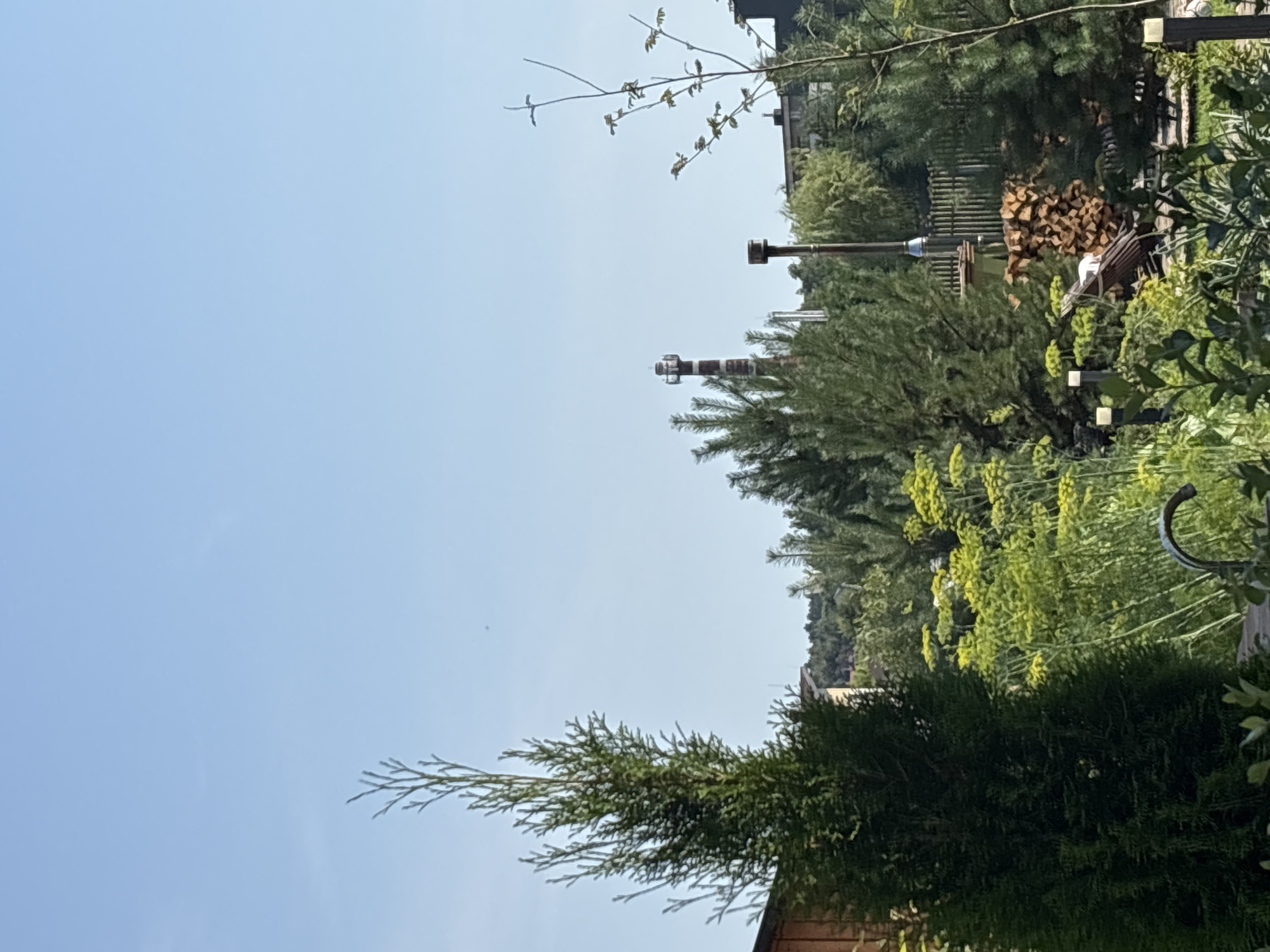 A summer afternoon in a Zvenigorod backyard garden
