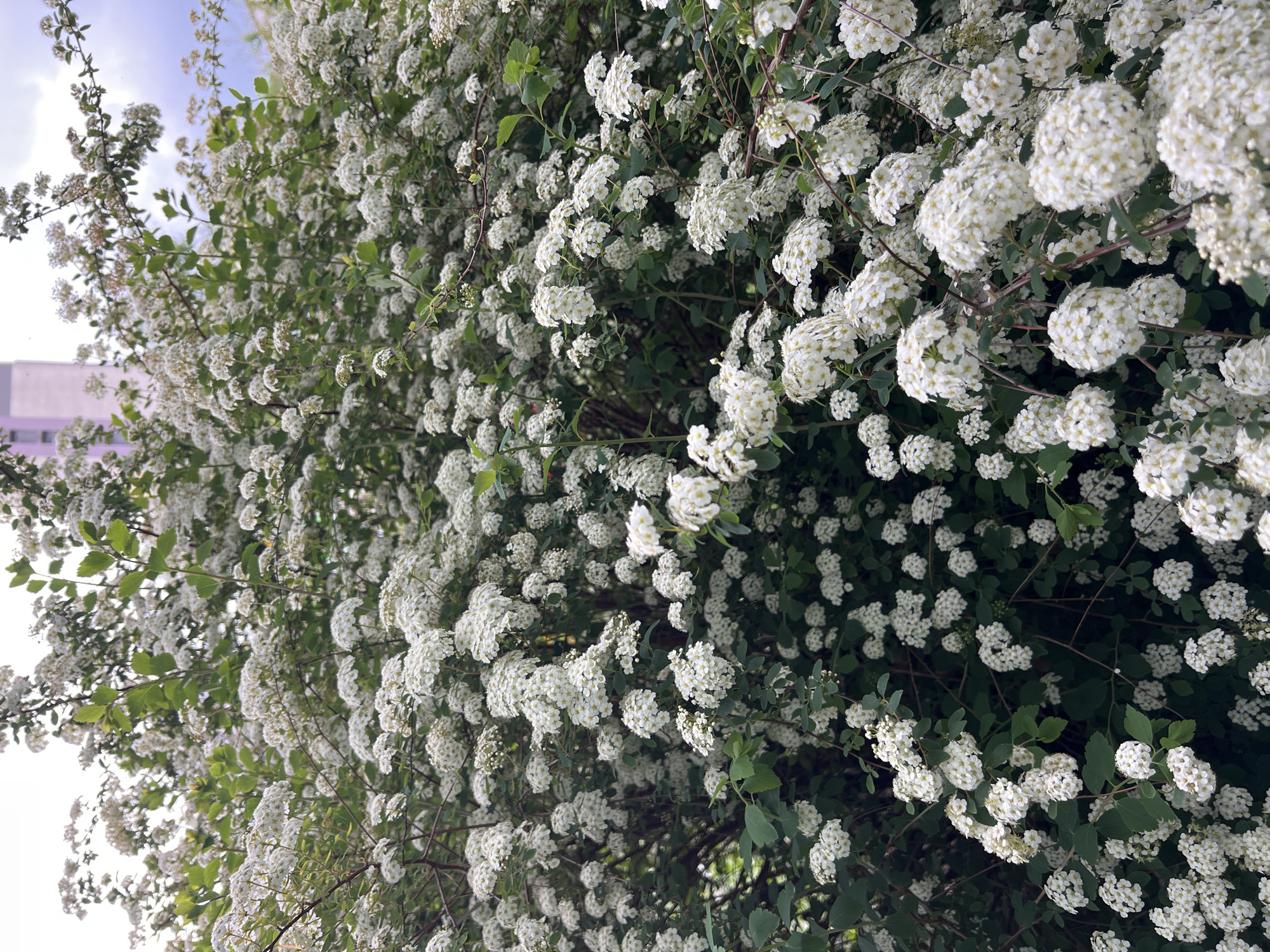 Spring flowers bloom along streets in Burgas, Bulgaria