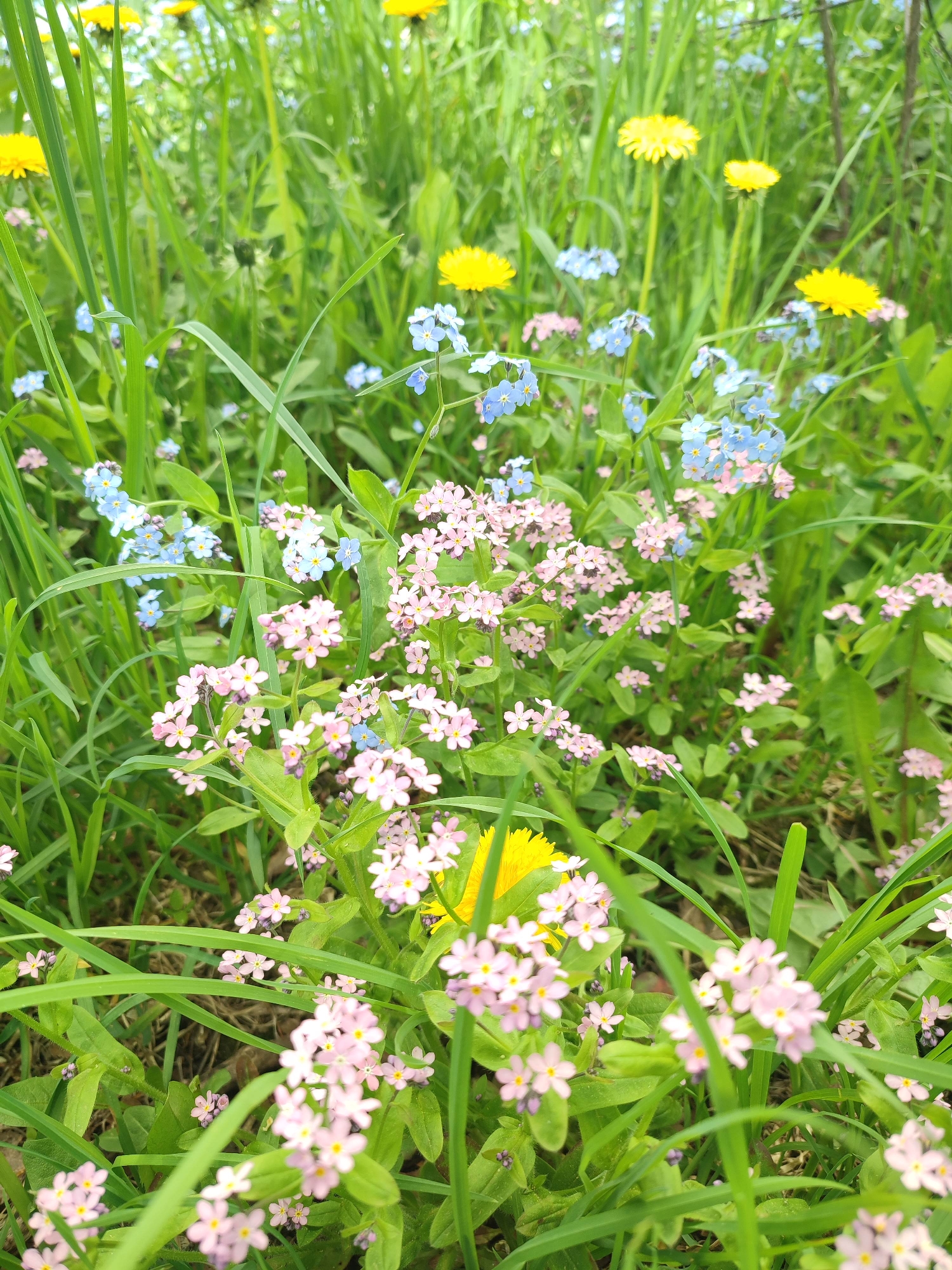 Spring wildflowers and river canal documented in industrial area