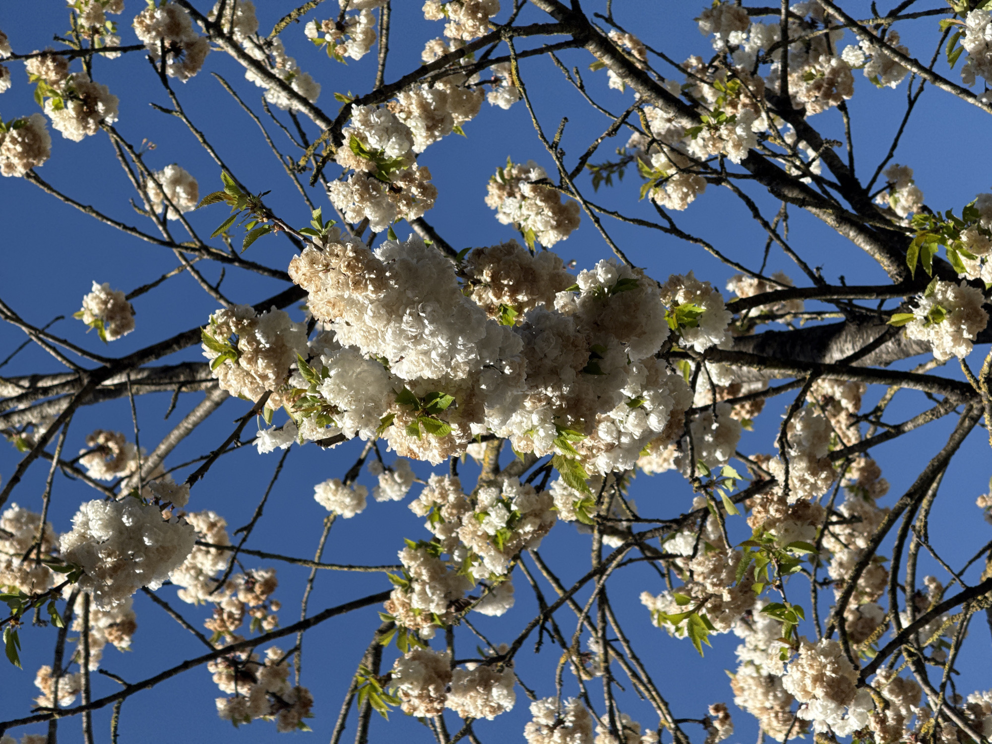 Spring blooms captured in Luxembourg city street photography