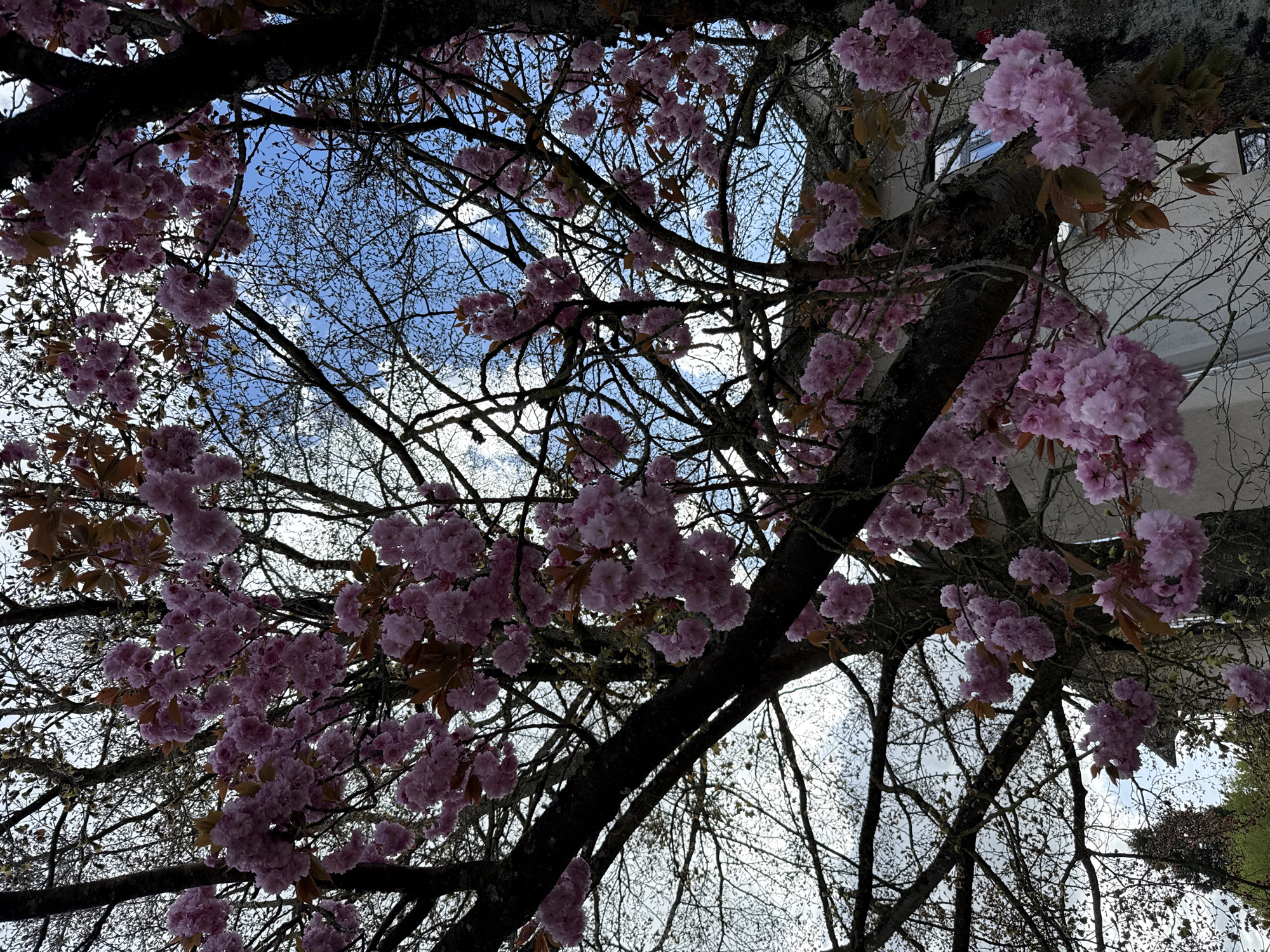 Spring blossoms observed in Luxembourg tree canopy