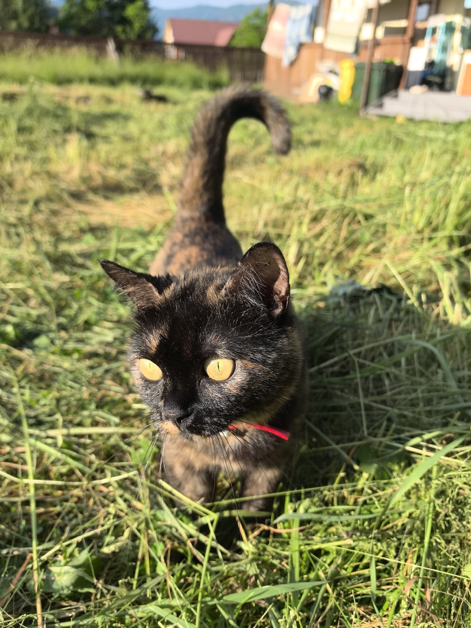 Cats, dirt roads, and mountain views from a rural summer morning.