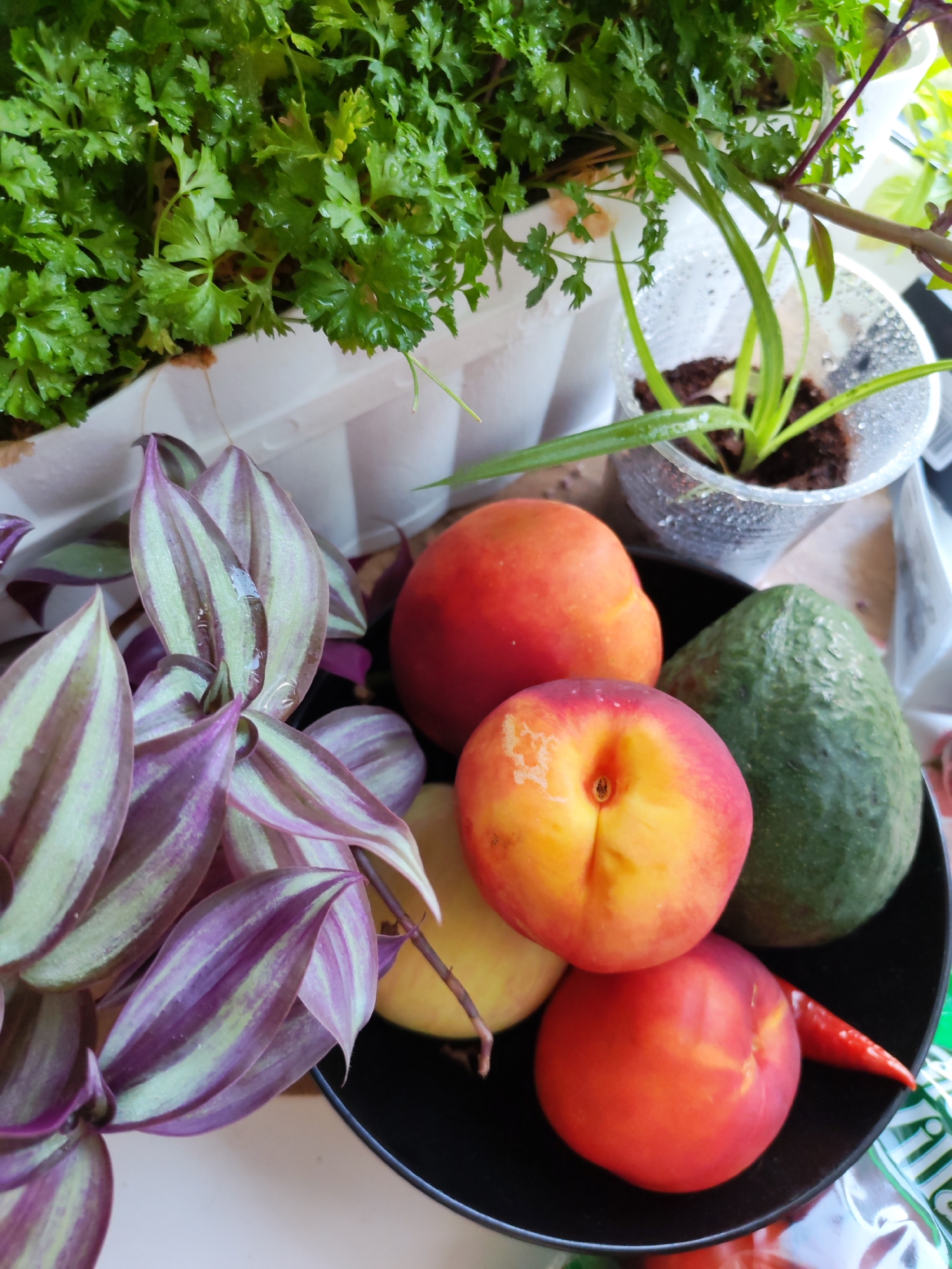 Dog walk through Izhevsk, summer afternoon, fruit bowl at home