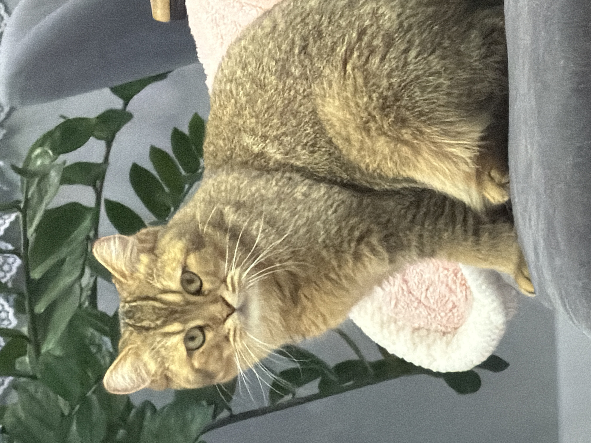 Tabby cat on a gray sofa, holding eye contact.