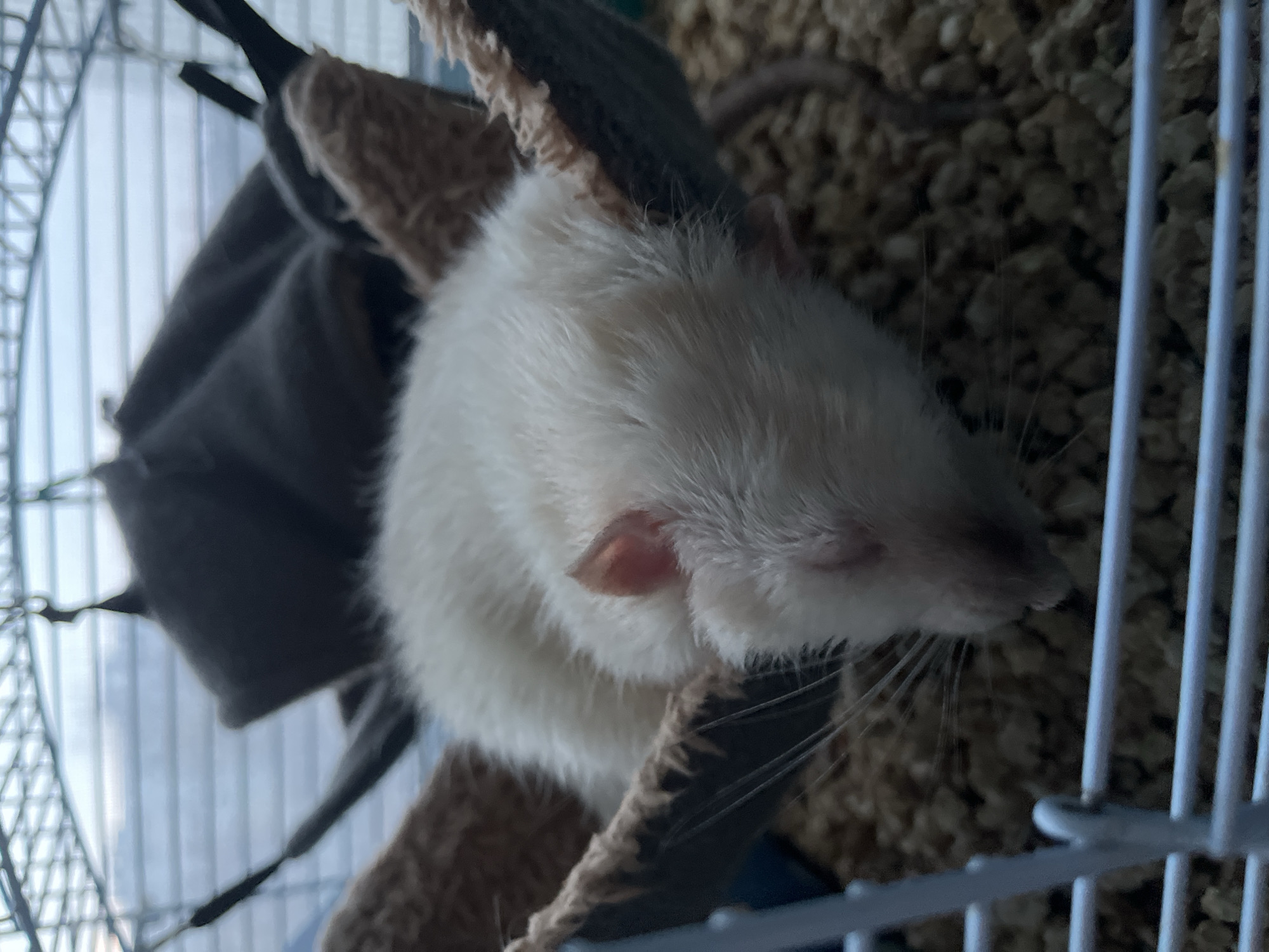 White rat sleeps in cage hammock