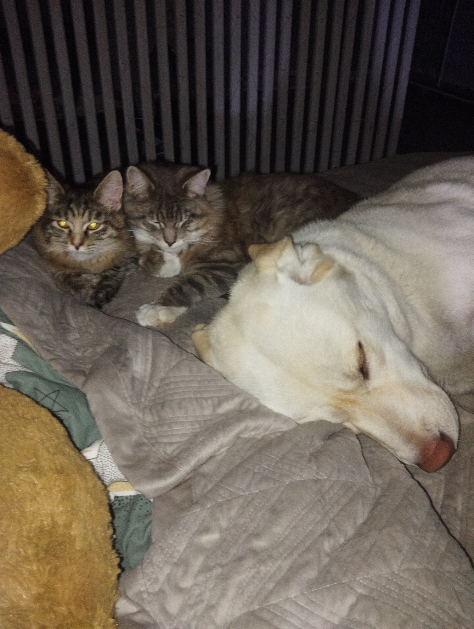Cats and dog rest together in Russian bedroom