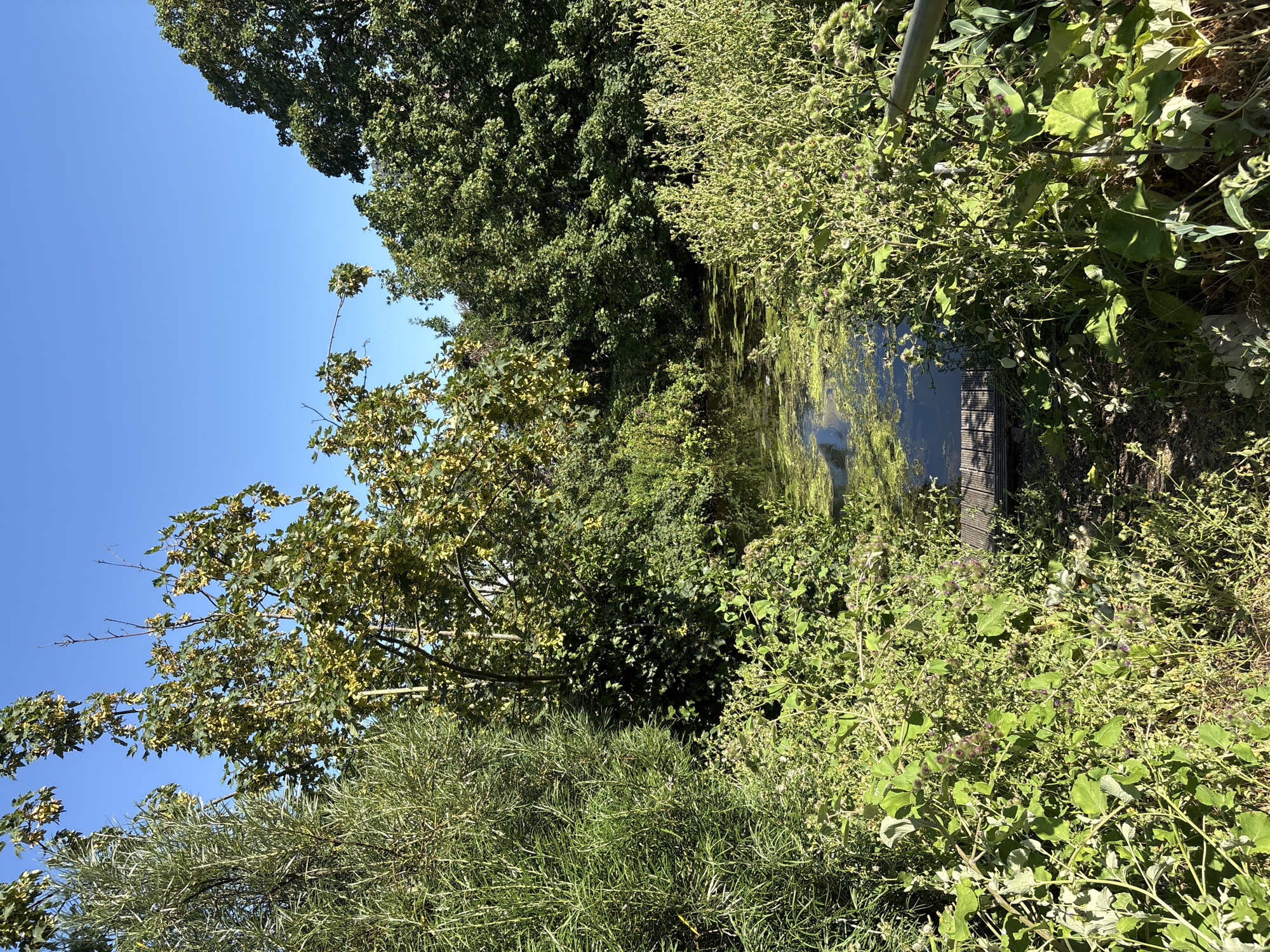 Summer canal walk through Chelmsford's green and overgrown waterways