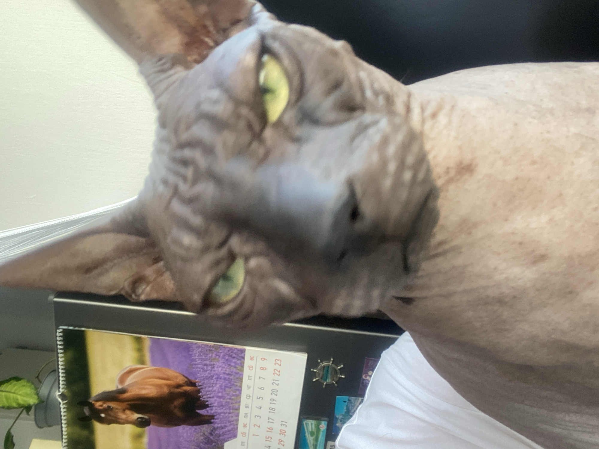 Sphynx cat and dog hanging out at home in Revda